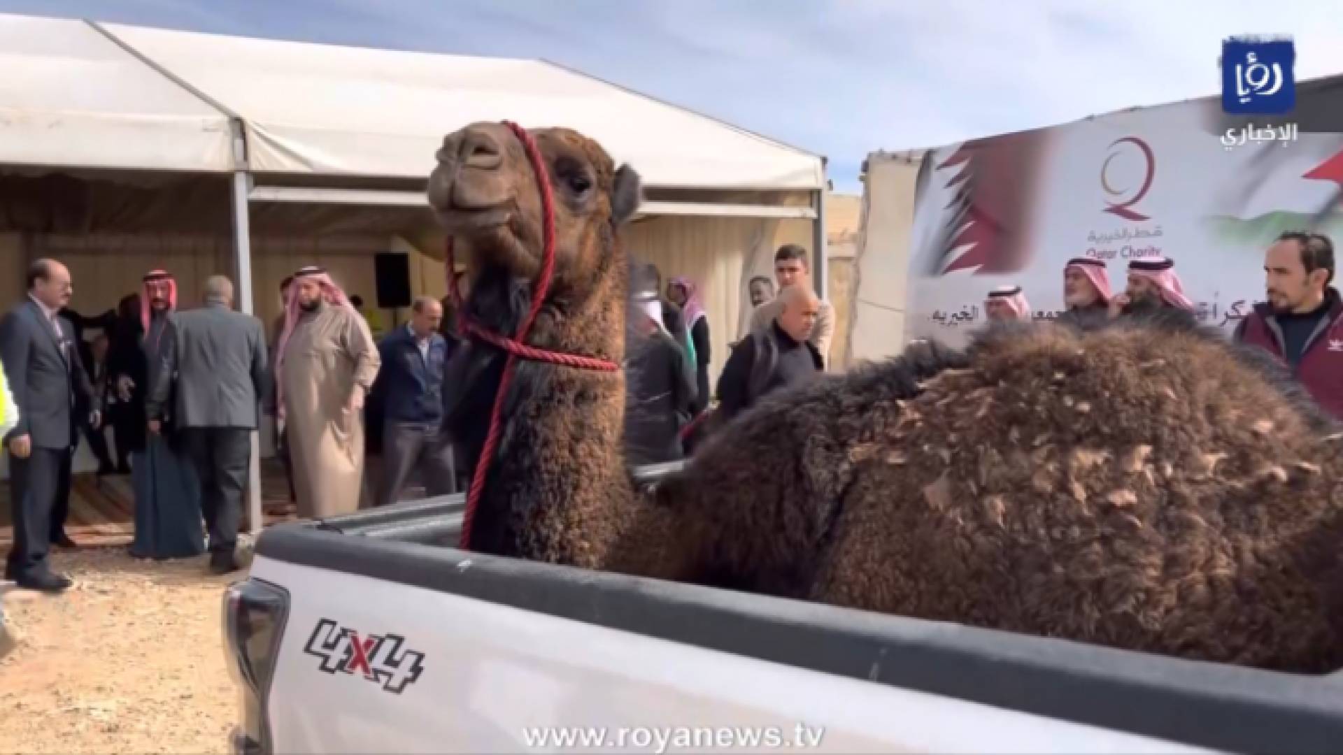 "ناقة كرامة" التي قدمت لسفير قطر لدى الأردن