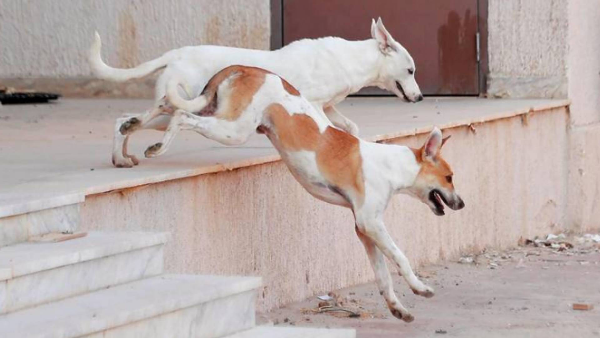 كلاب ضالة - أرشيفية