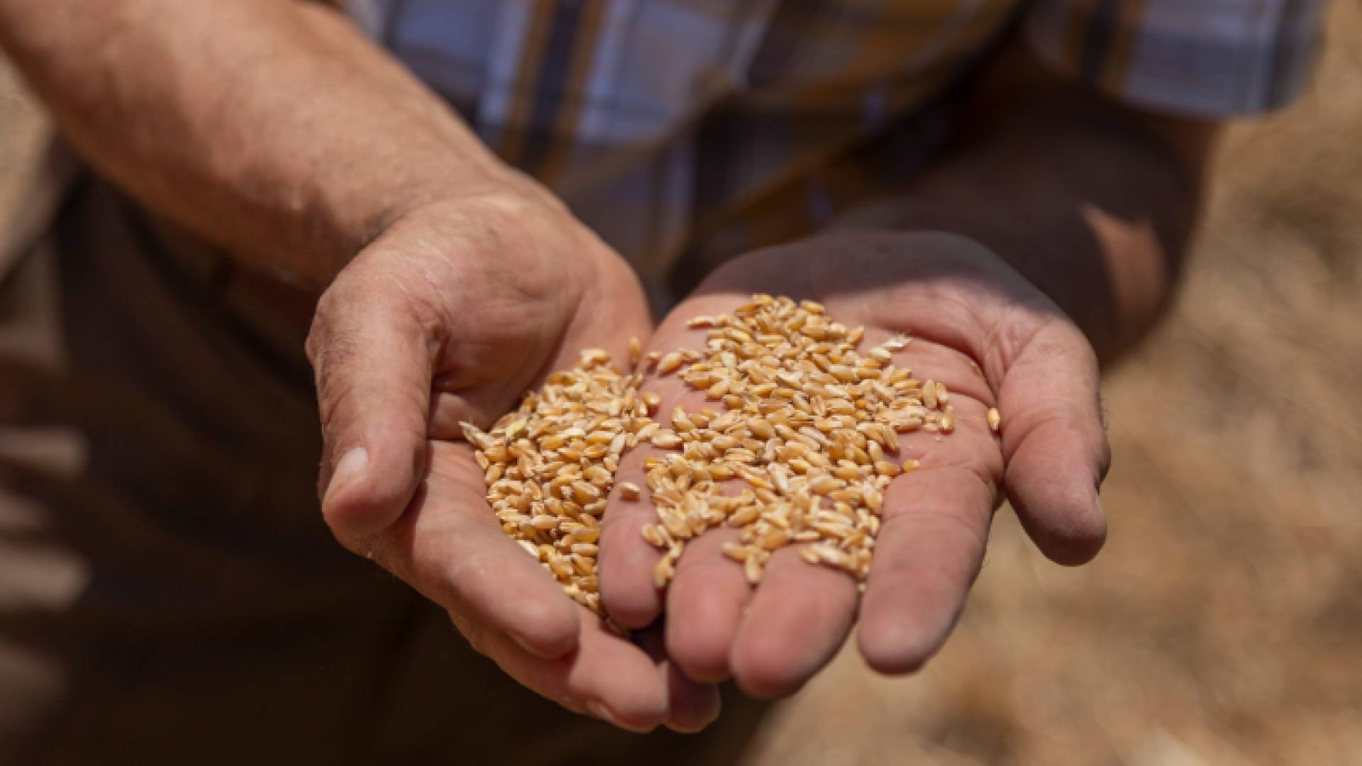 صورة أرشيفية لشخص يحمل حفة قمح