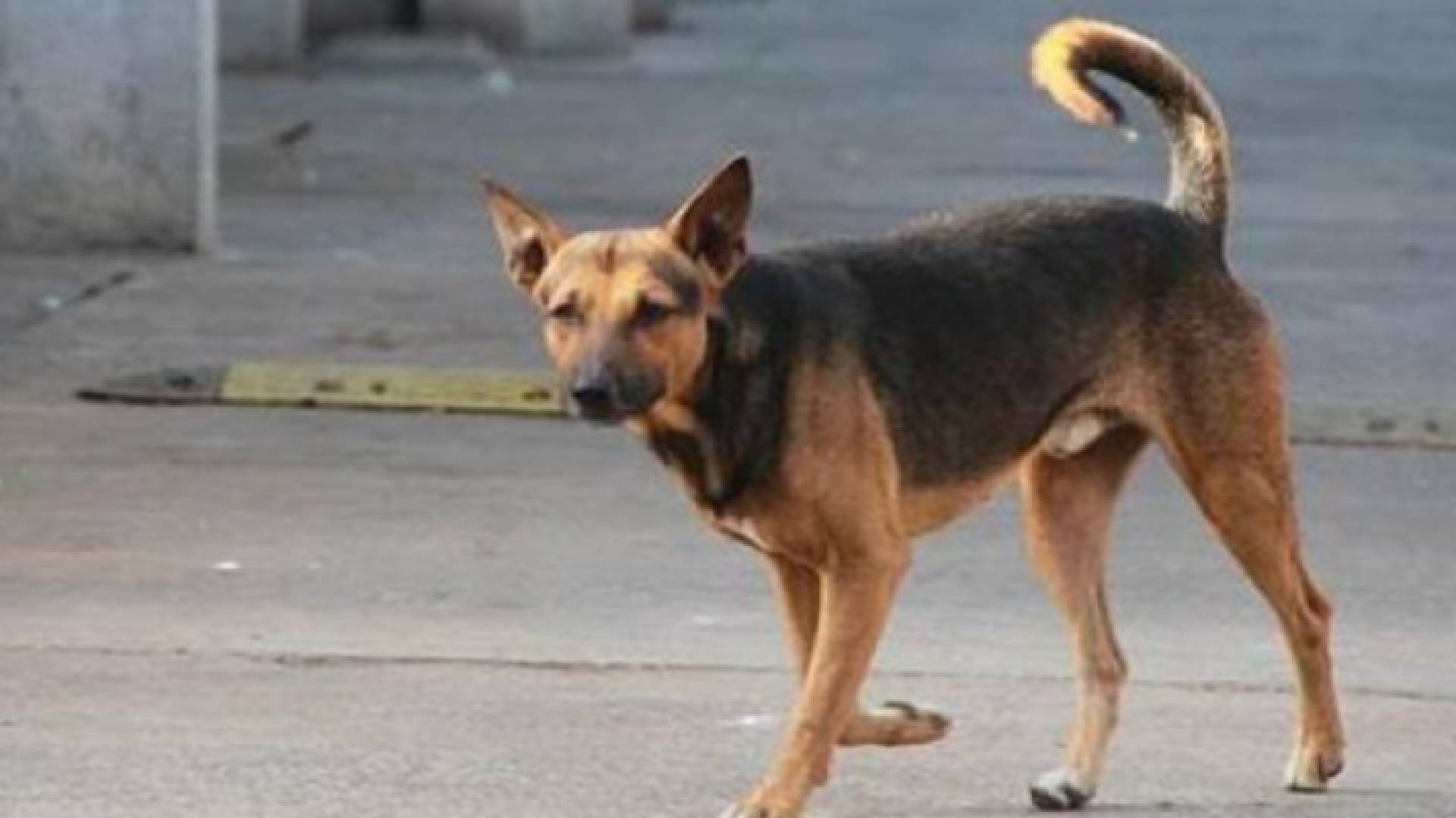 كلب ضال "أرشيفية"