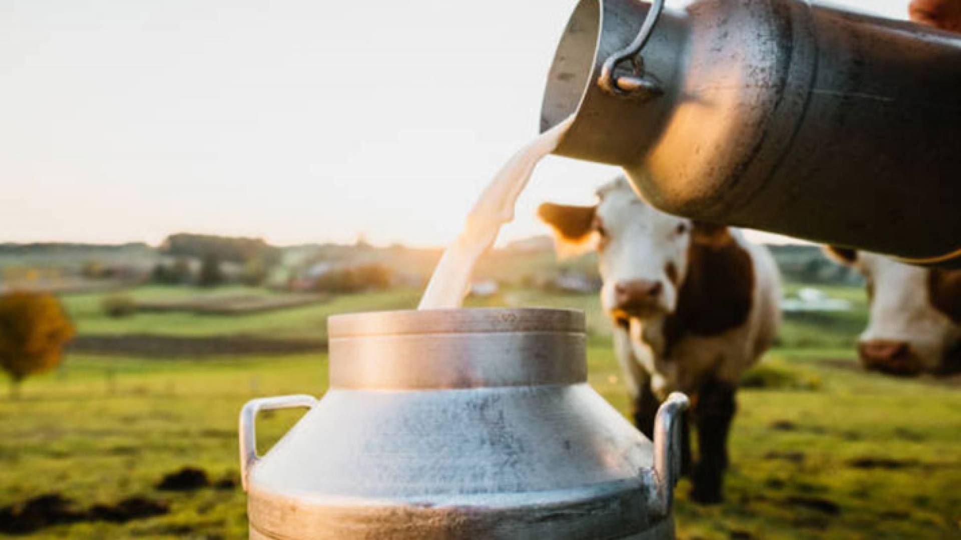 أبقار أرشيفية