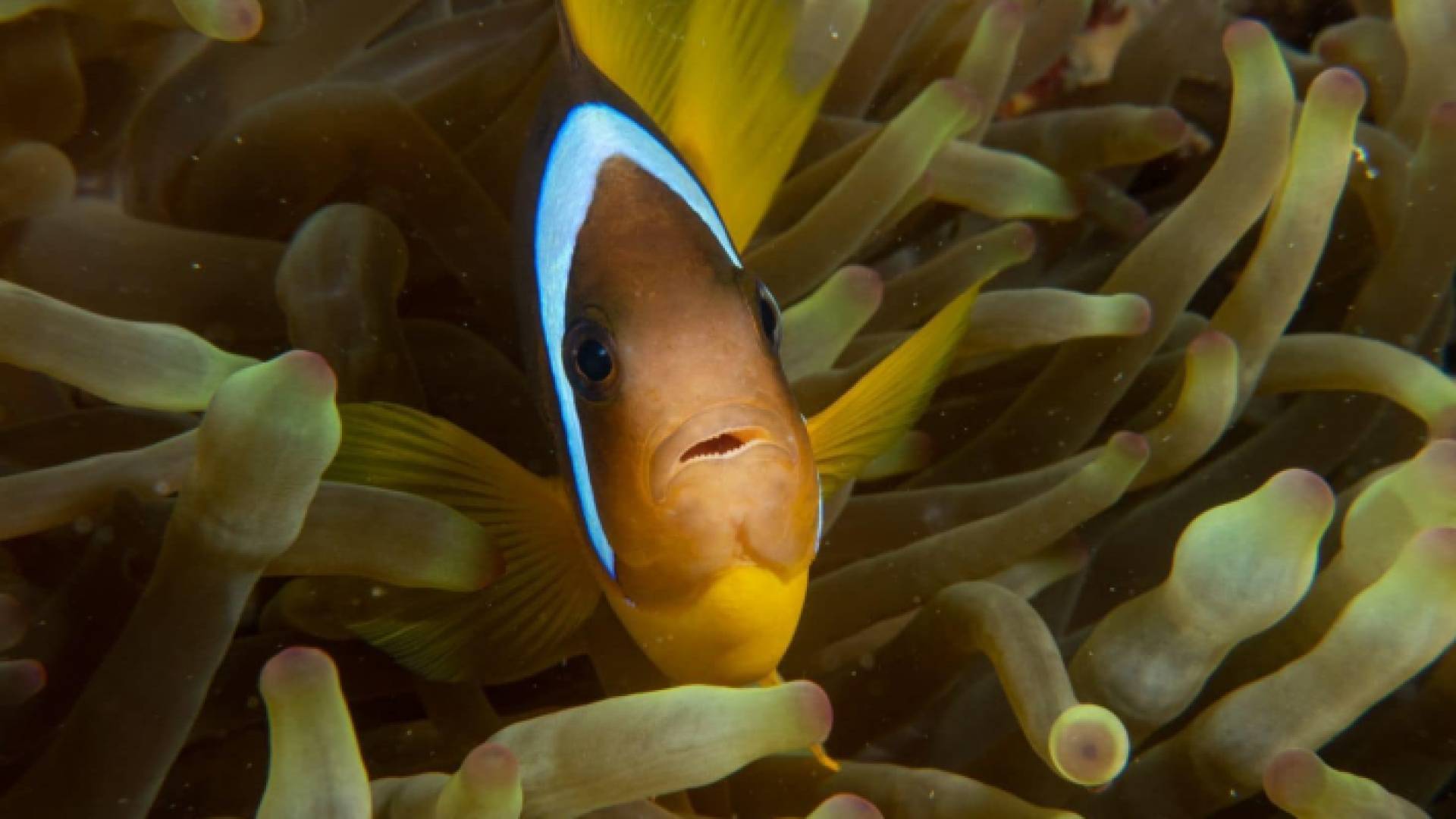 إحدى الأسماك النادرة في خليج العقبة