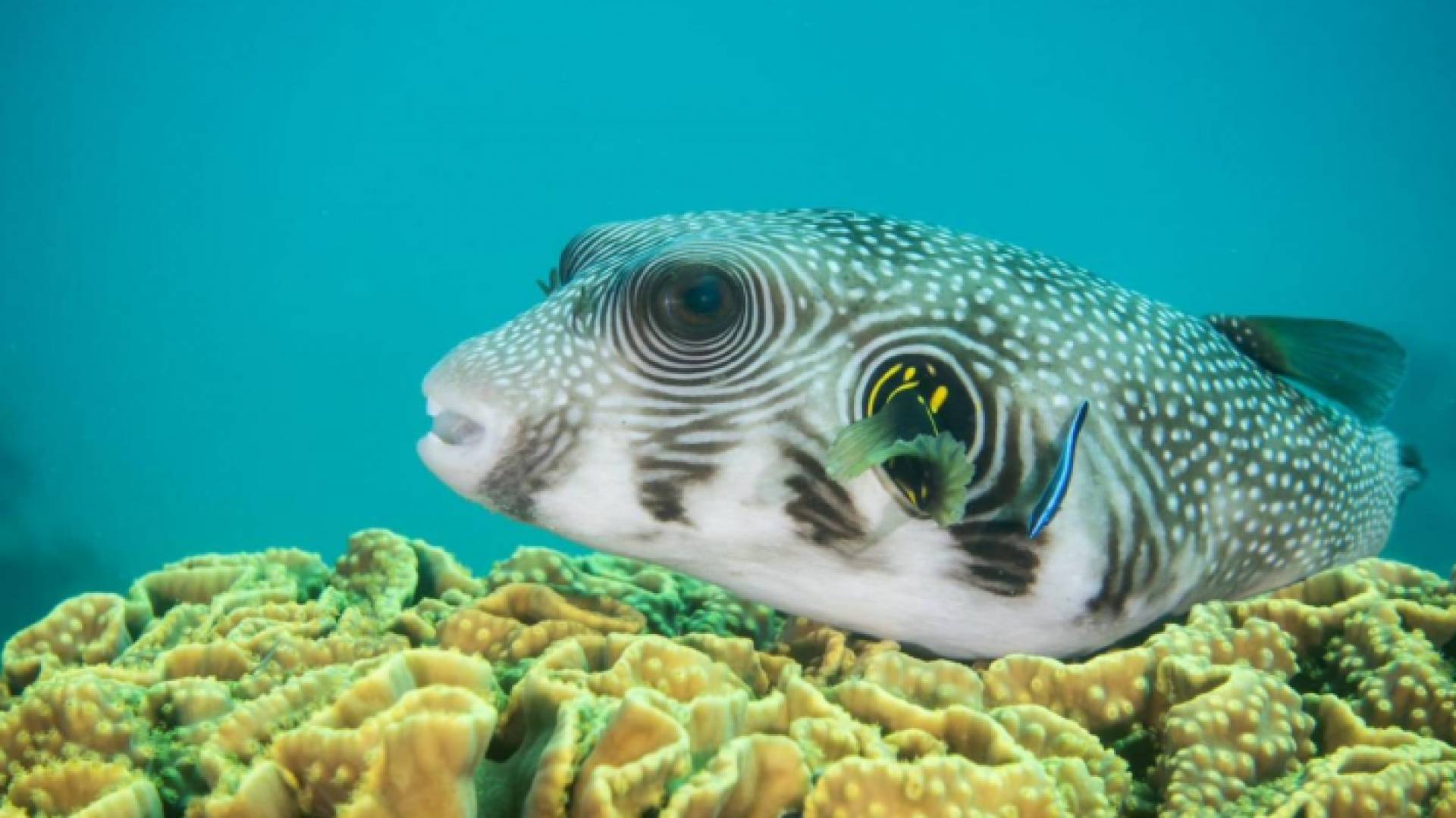 لقطة لمصور من الحياة البحرية في خليج البحرية