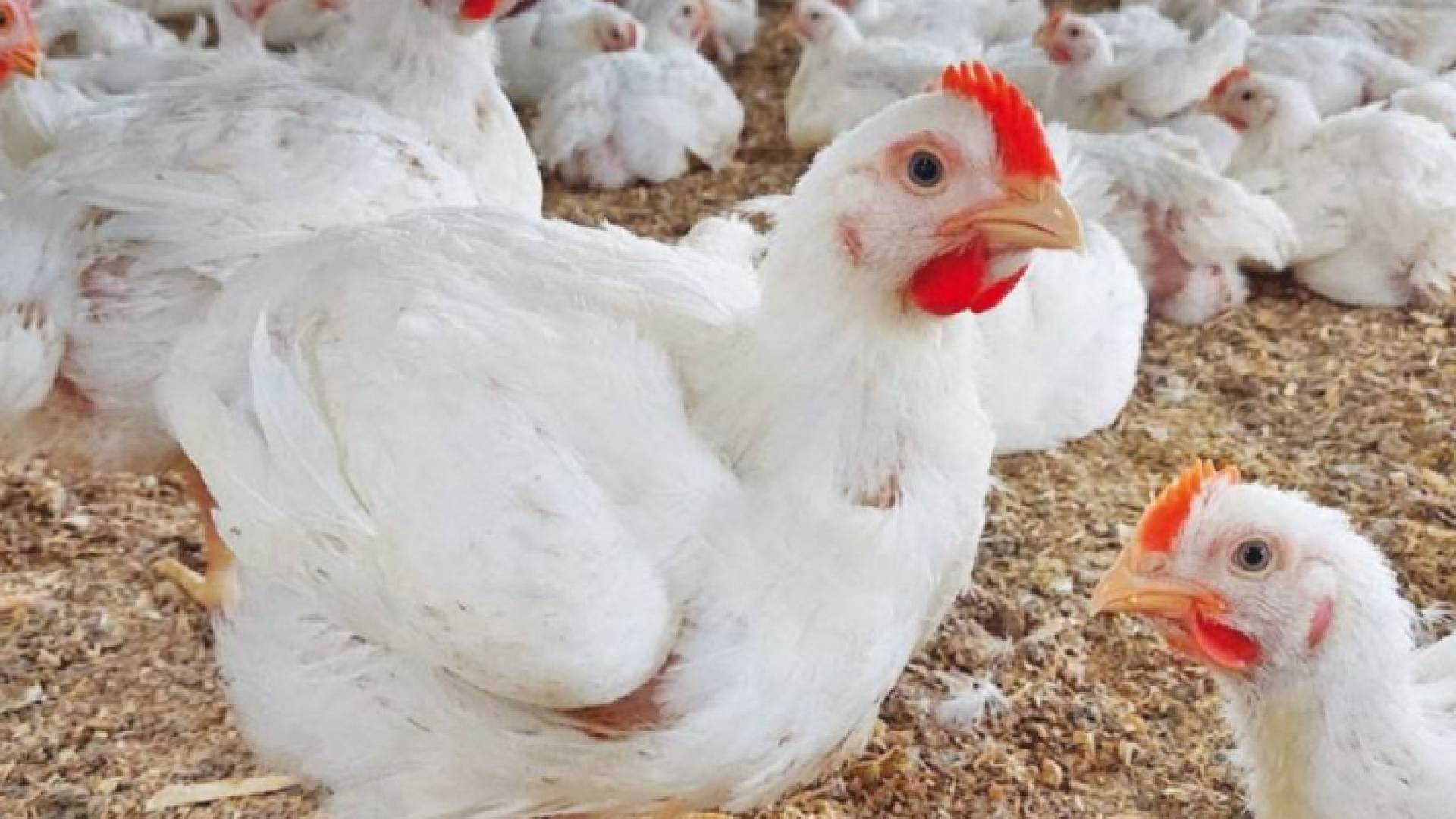 دجاج في إحدى المزارع