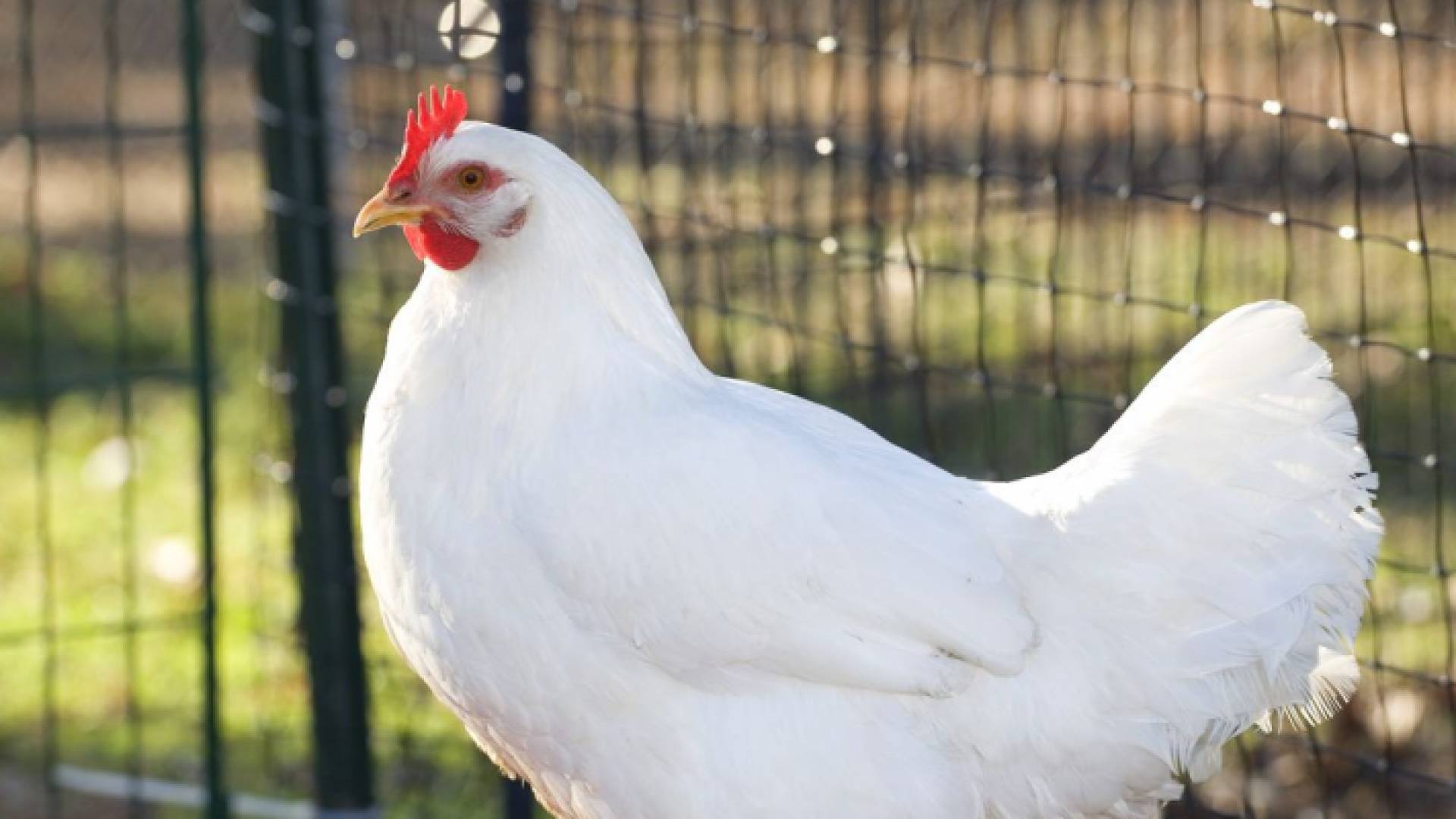 دجاج في إحدى المزارع