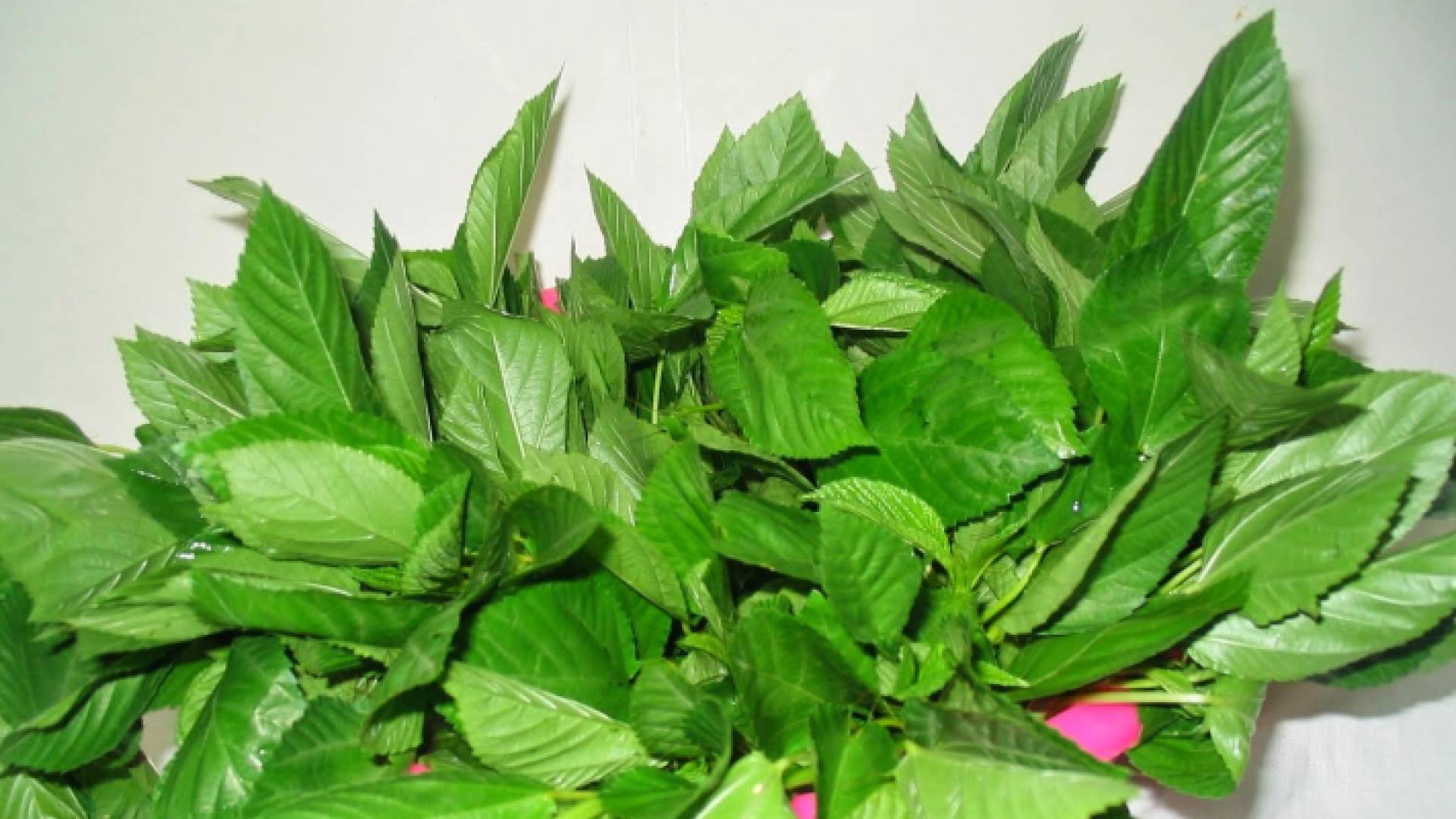 أوراق الملوخية