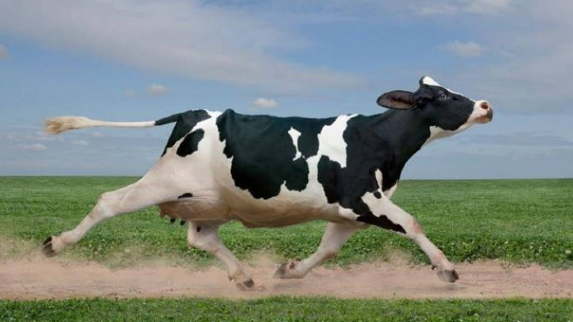 بقرة - أرشيفية