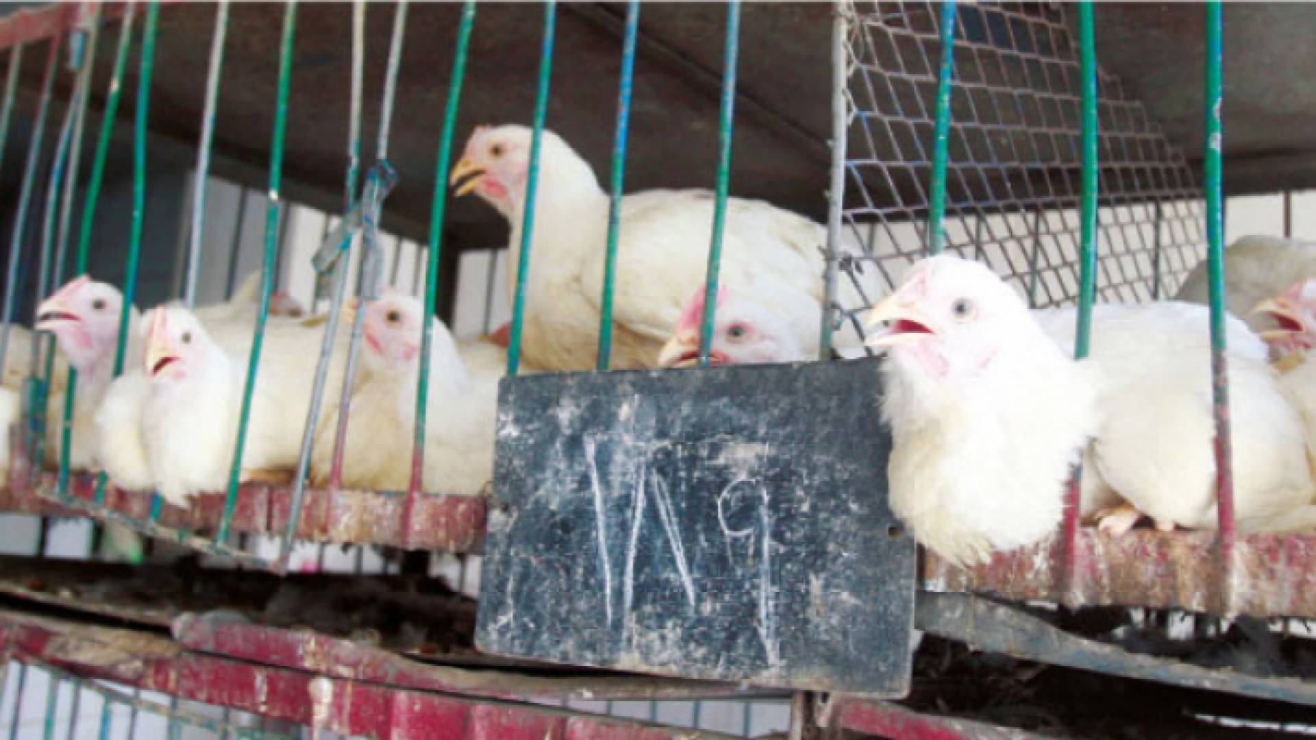 دواجن نتافات