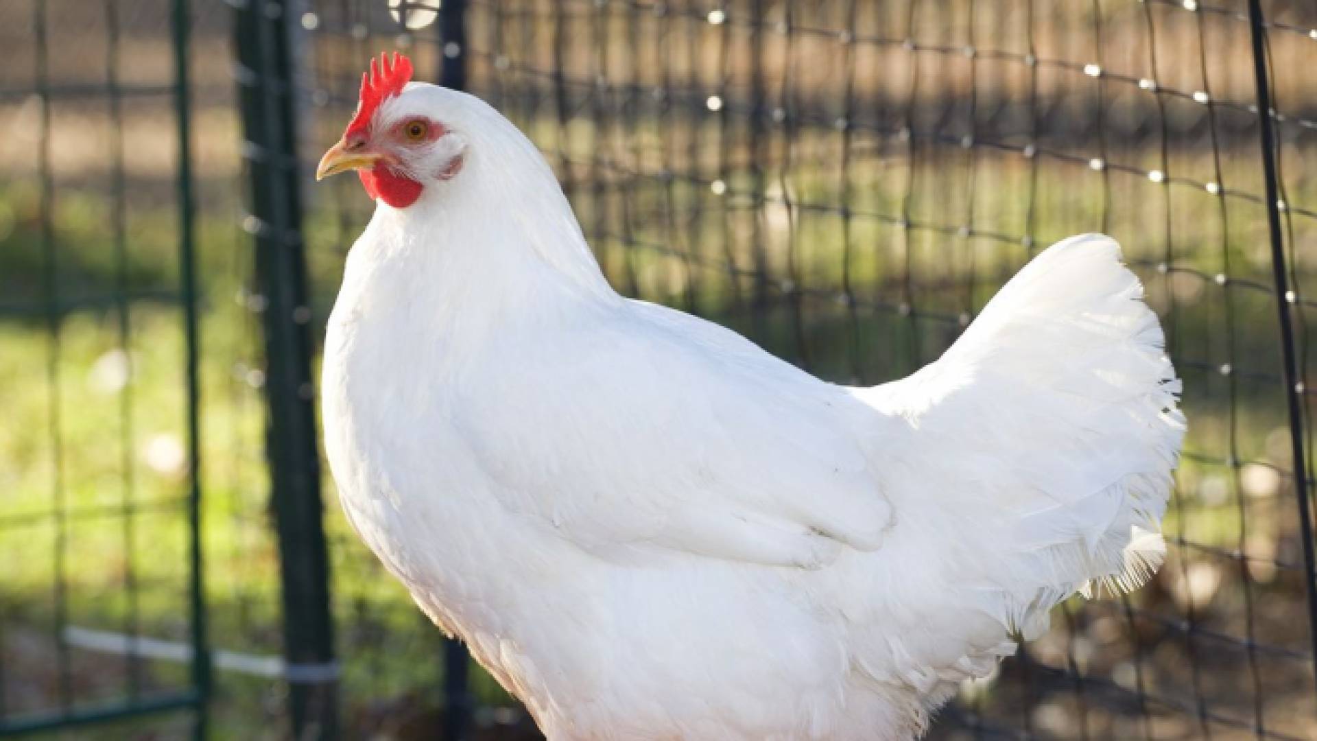 دجاجة في إحدى المزارع