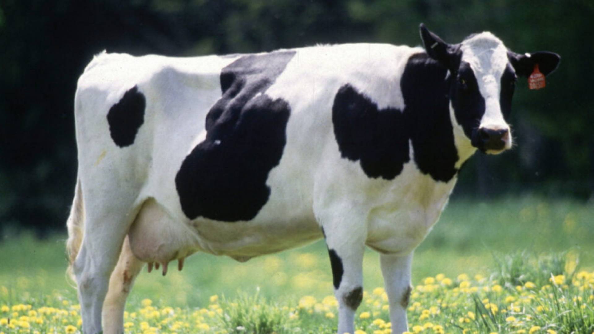 بقرة في إحدى المزارع