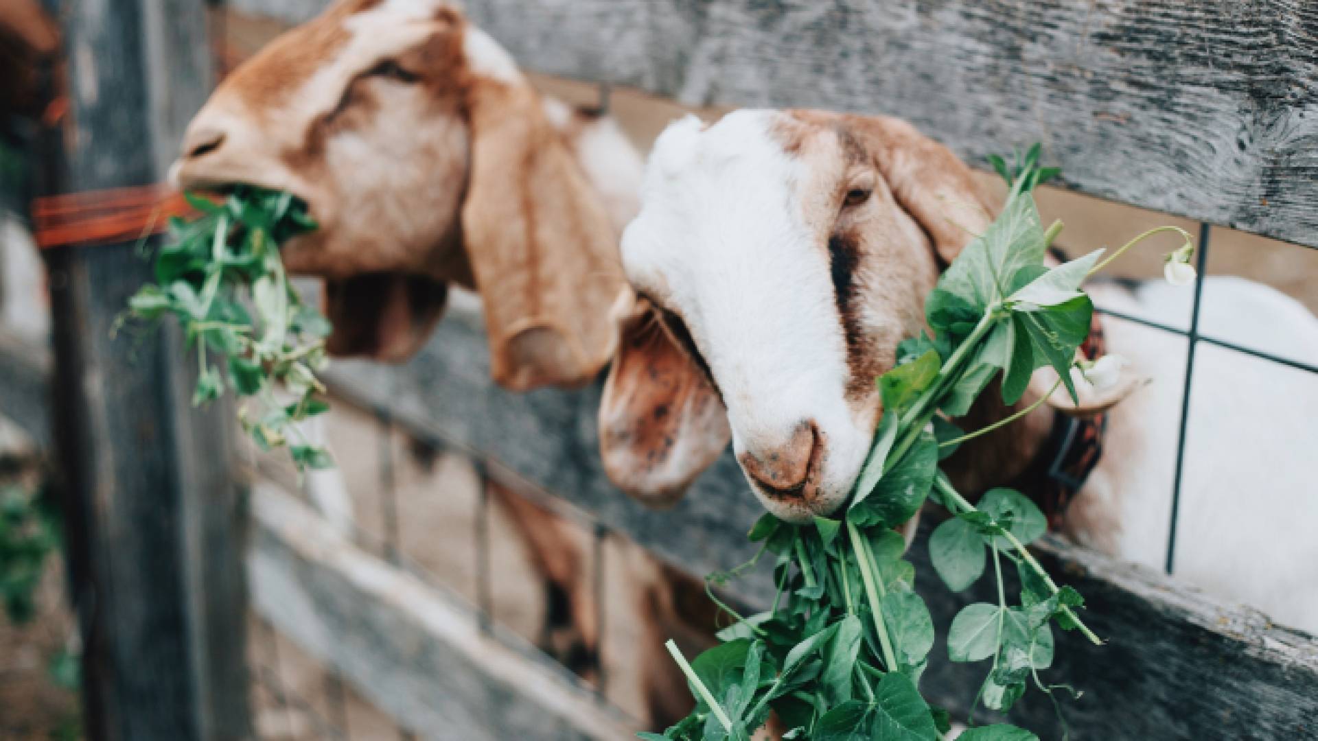 صورة أرشيفية لماعز