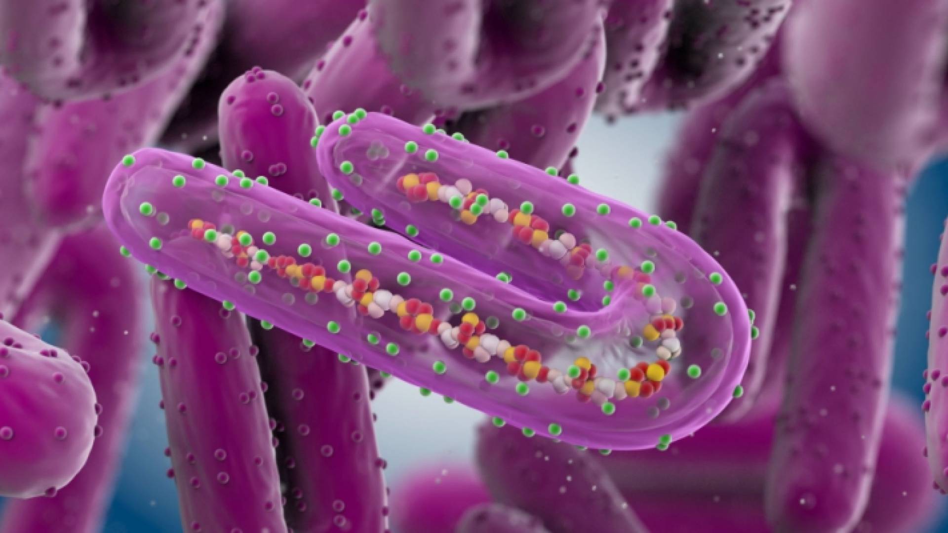 مقطع توضيحي لفيروس "ماربورغ"