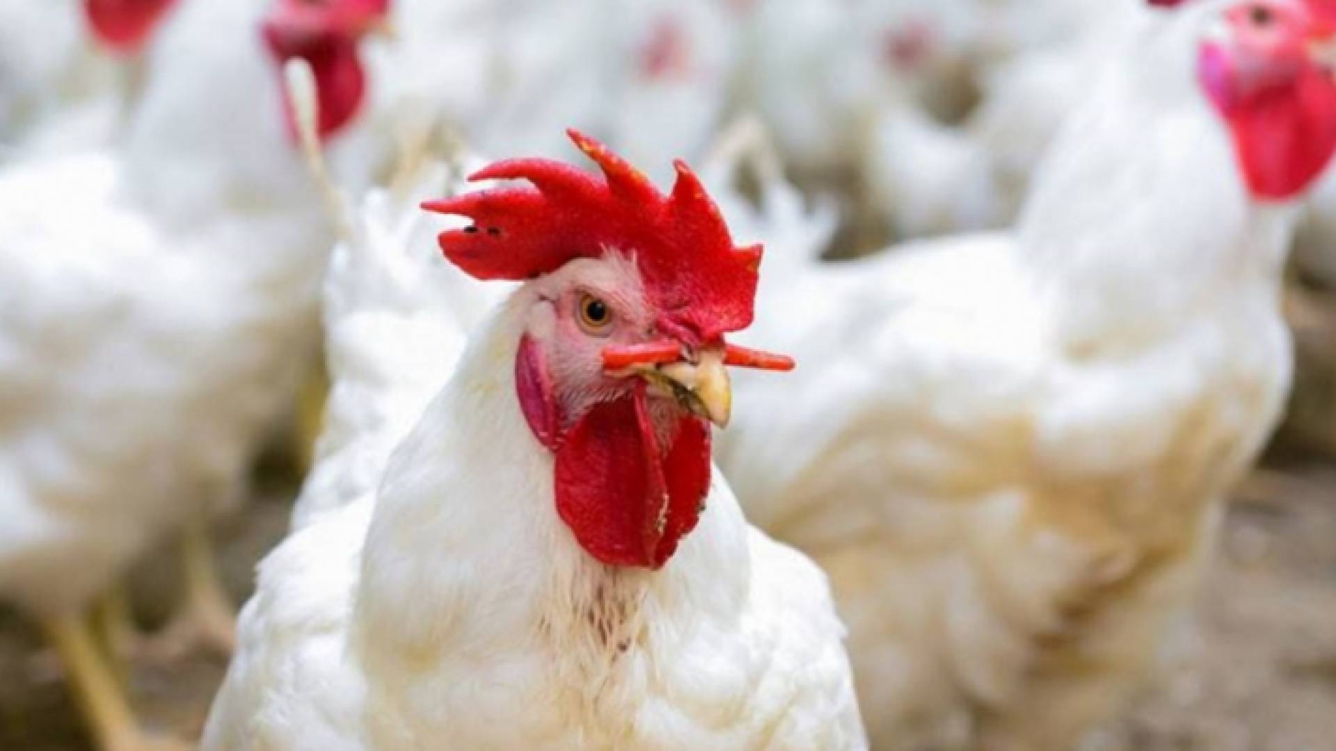 دجاج في إحدى المزارع