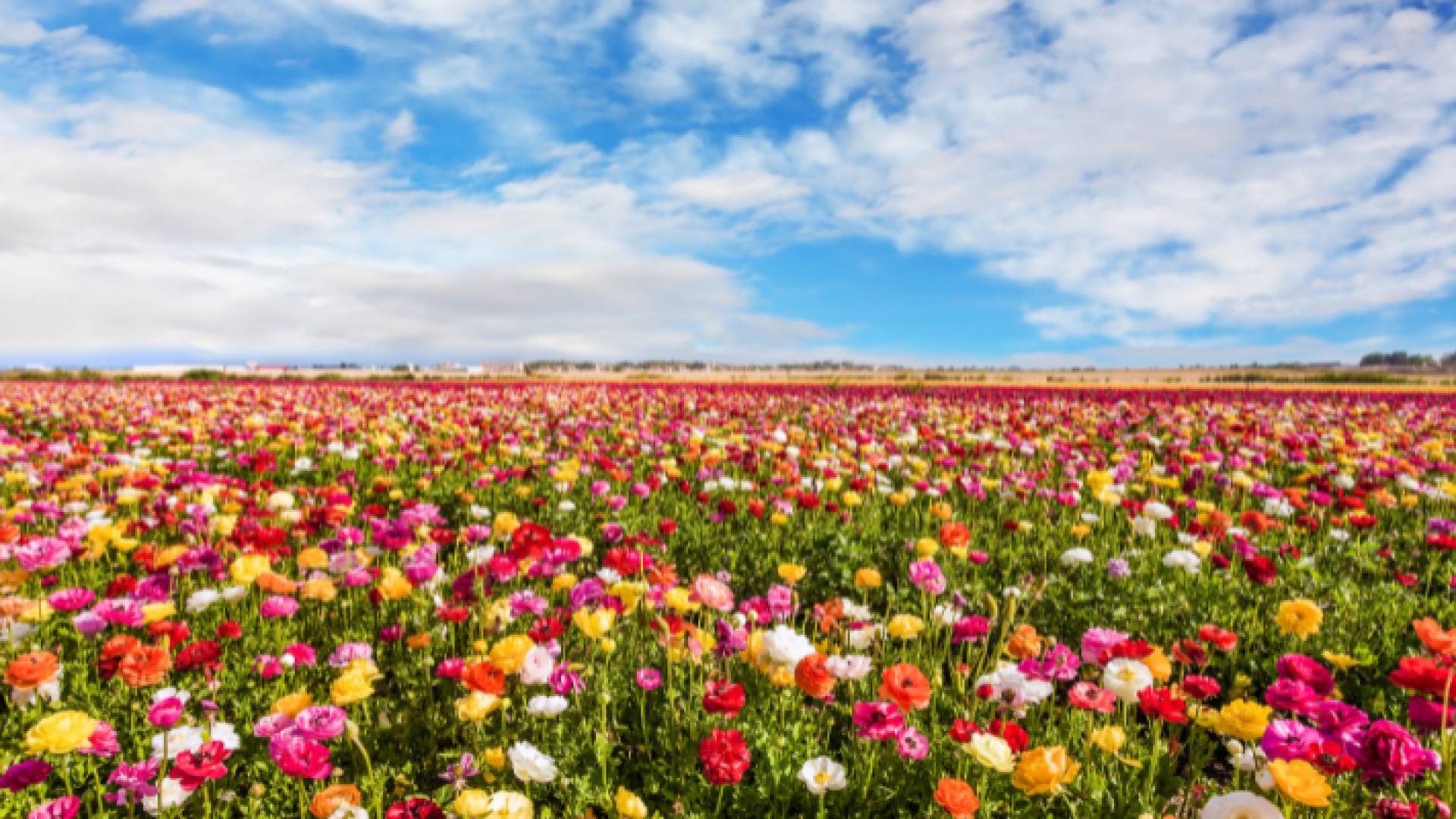 ورود وأجواء مشمسة