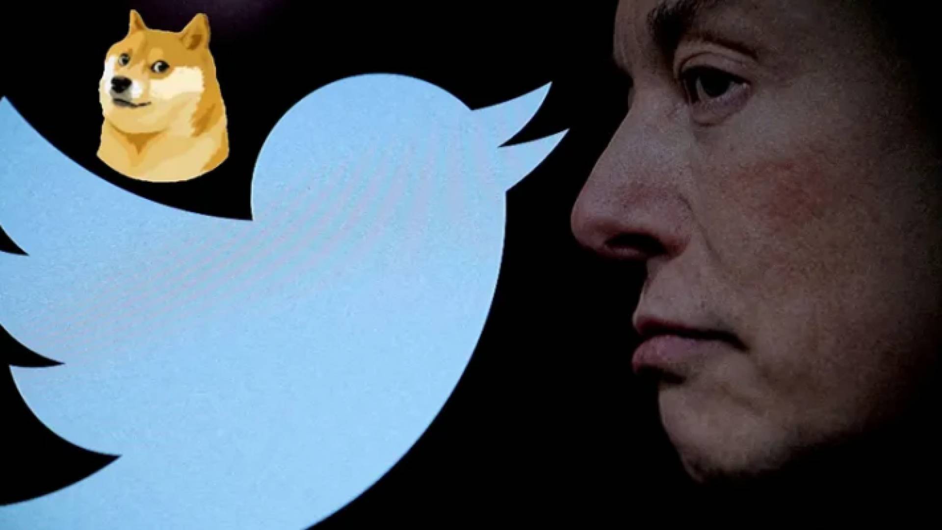 إيلون ماسك وشعاري منصة تويتر القديم والجديد