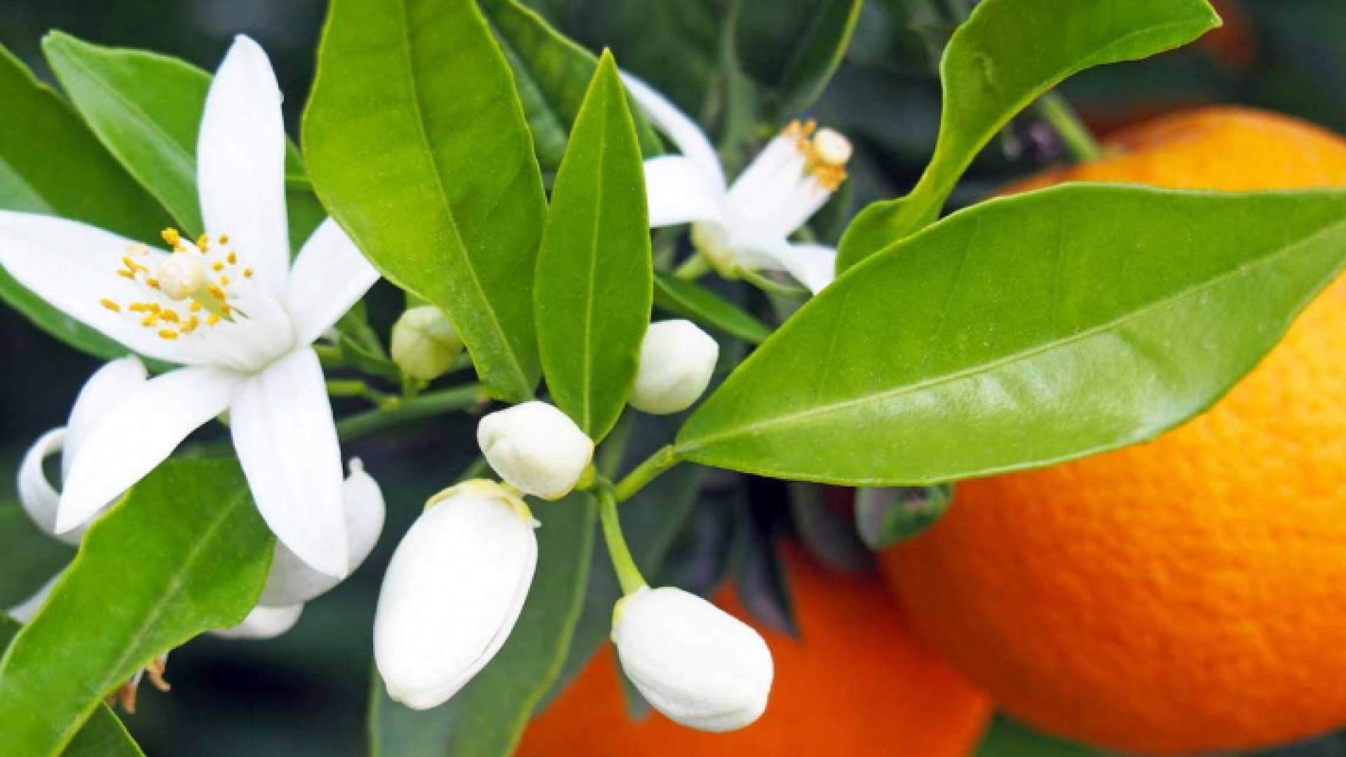 زهر النارنج