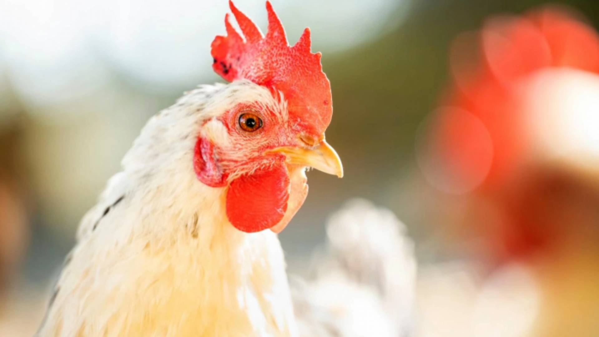 دجاج في إحدى المزارع