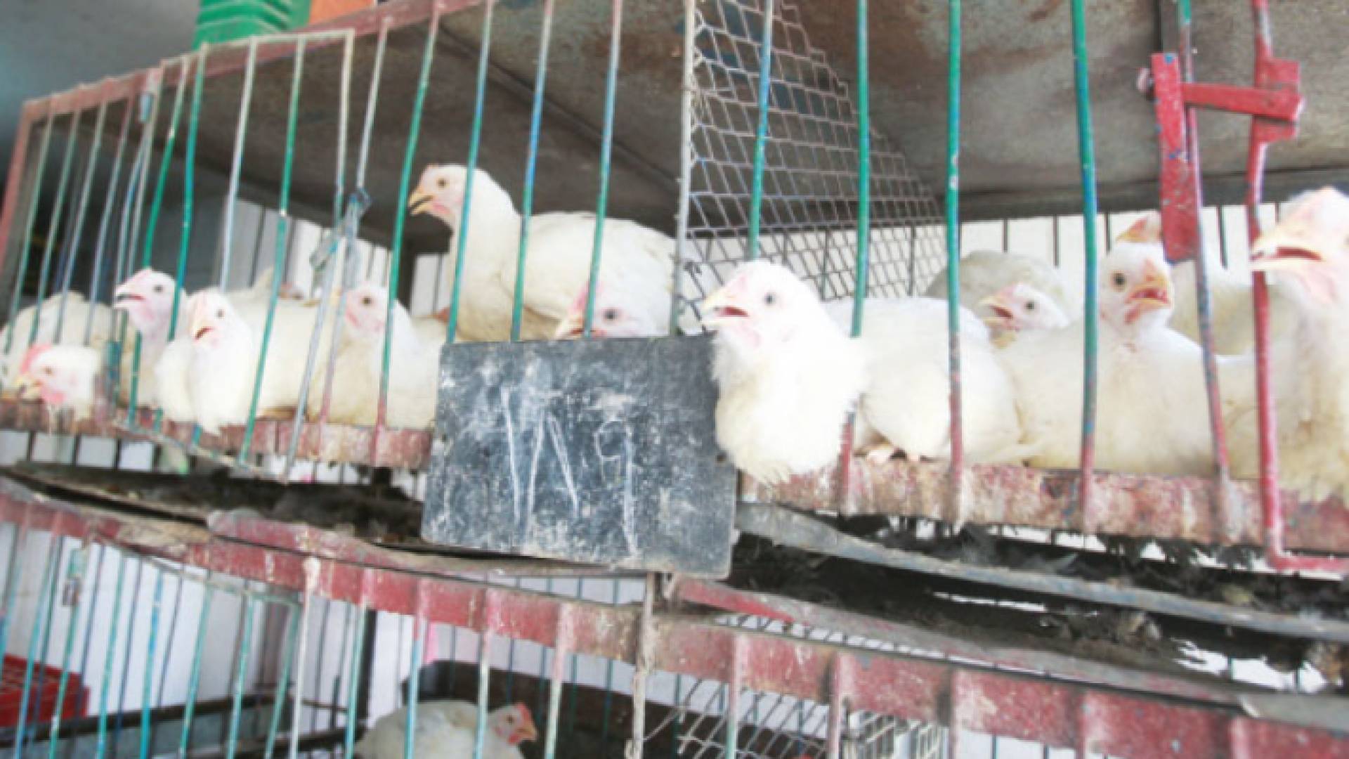 دواجن - أرشيفية