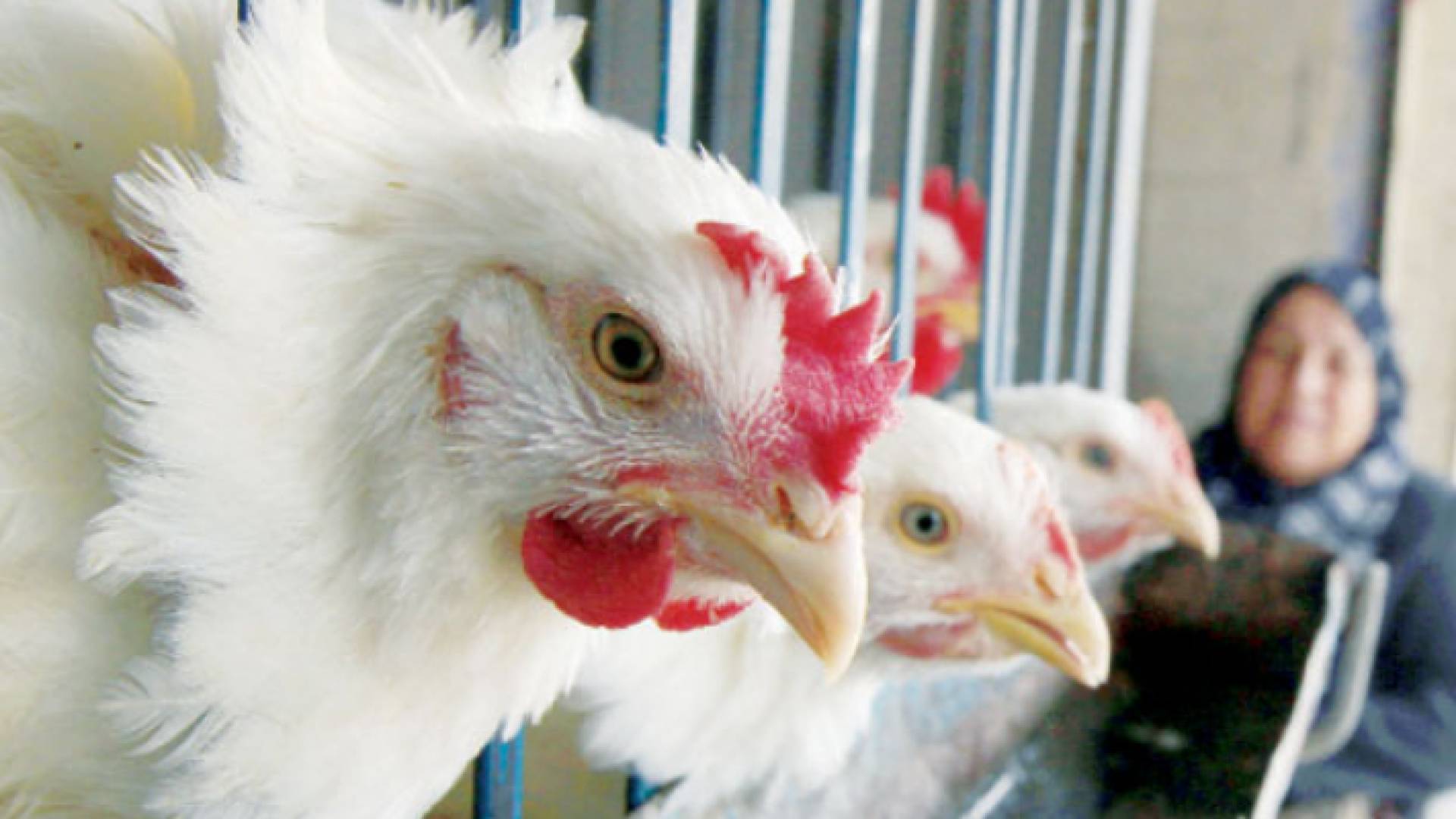 دجاج النتافات