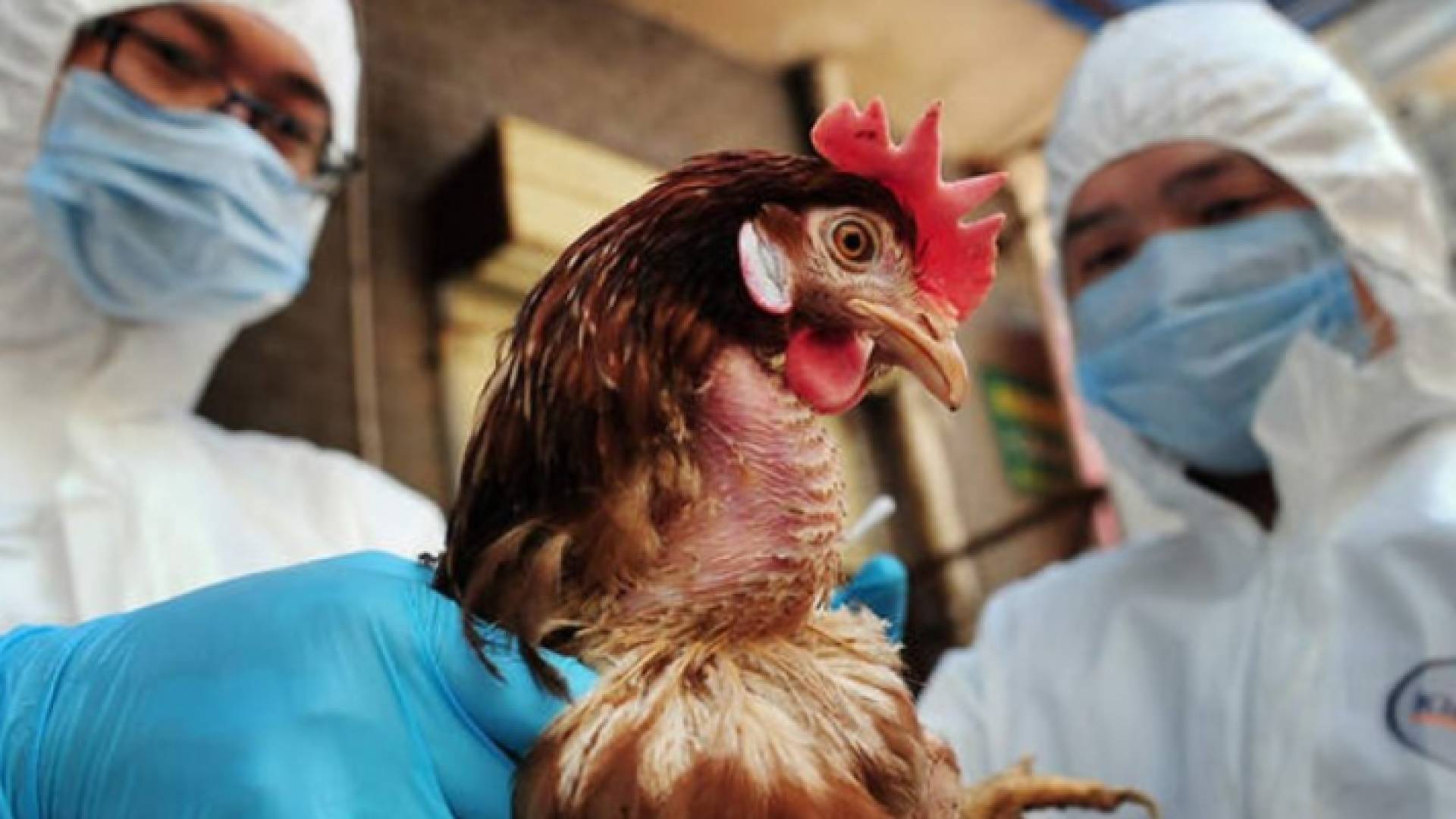 فحص طير مصاب