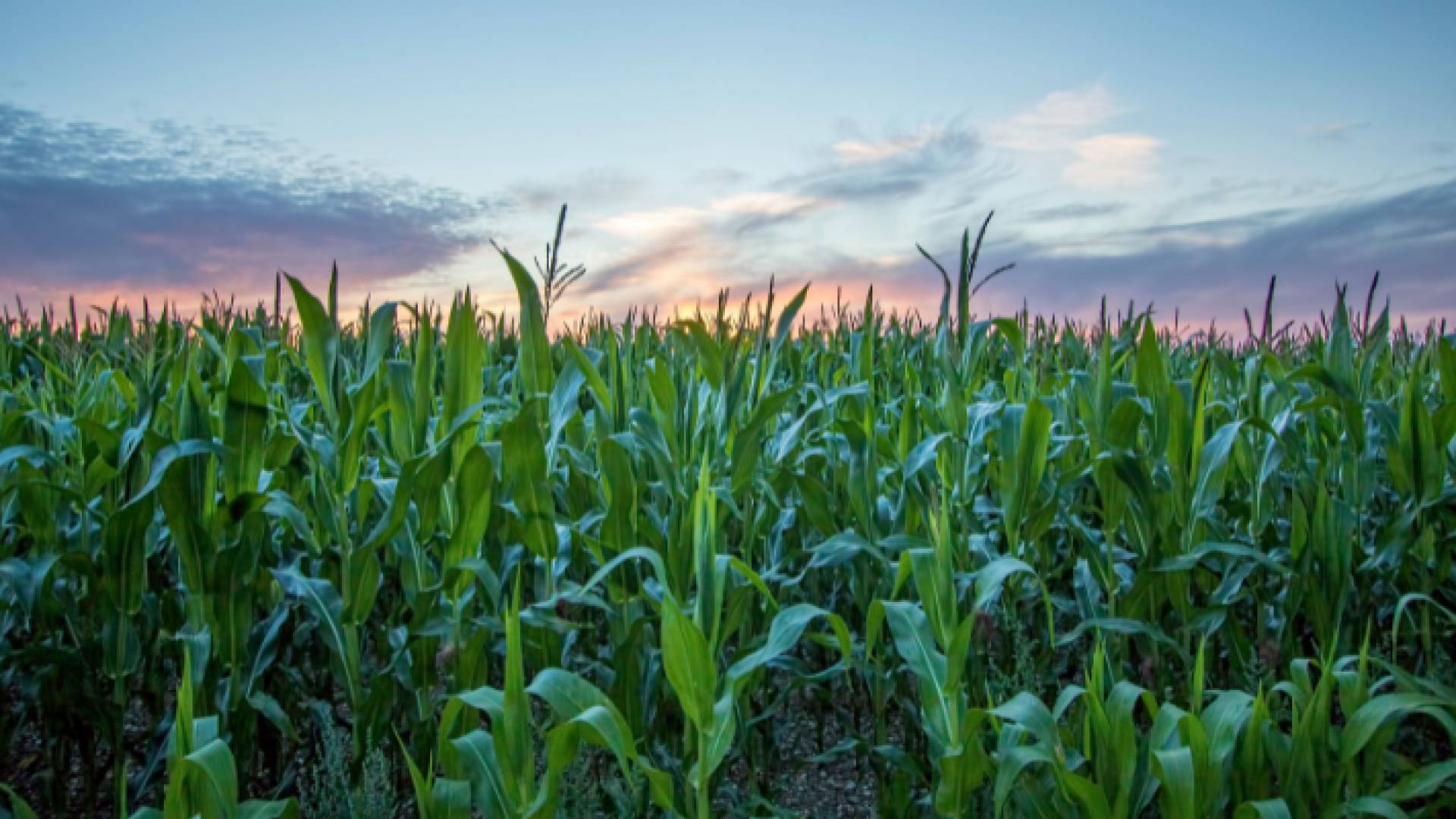 صورة أرشيفية لمزروعات