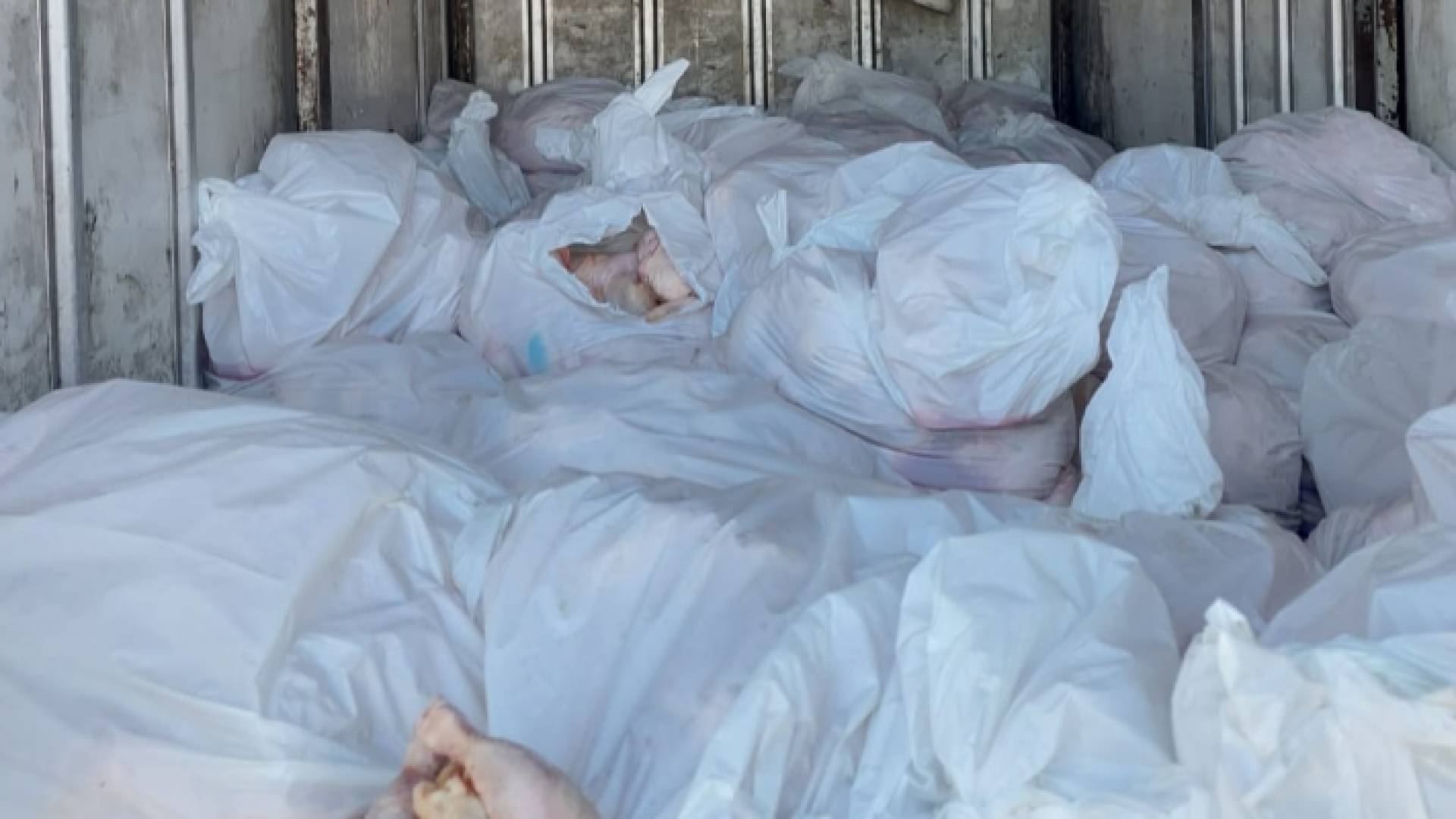 دجاج متلف غير صالح للاستهلاك البشري