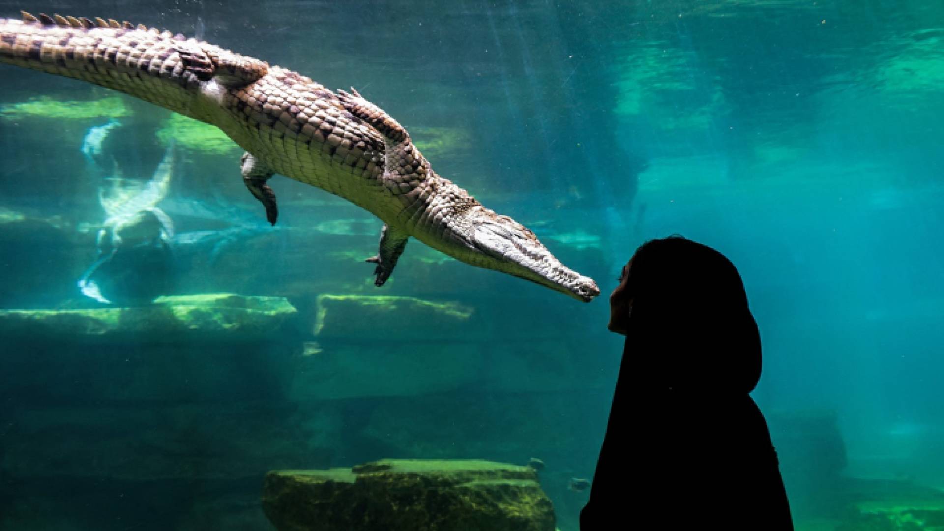 حديقة دبي للتماسيح