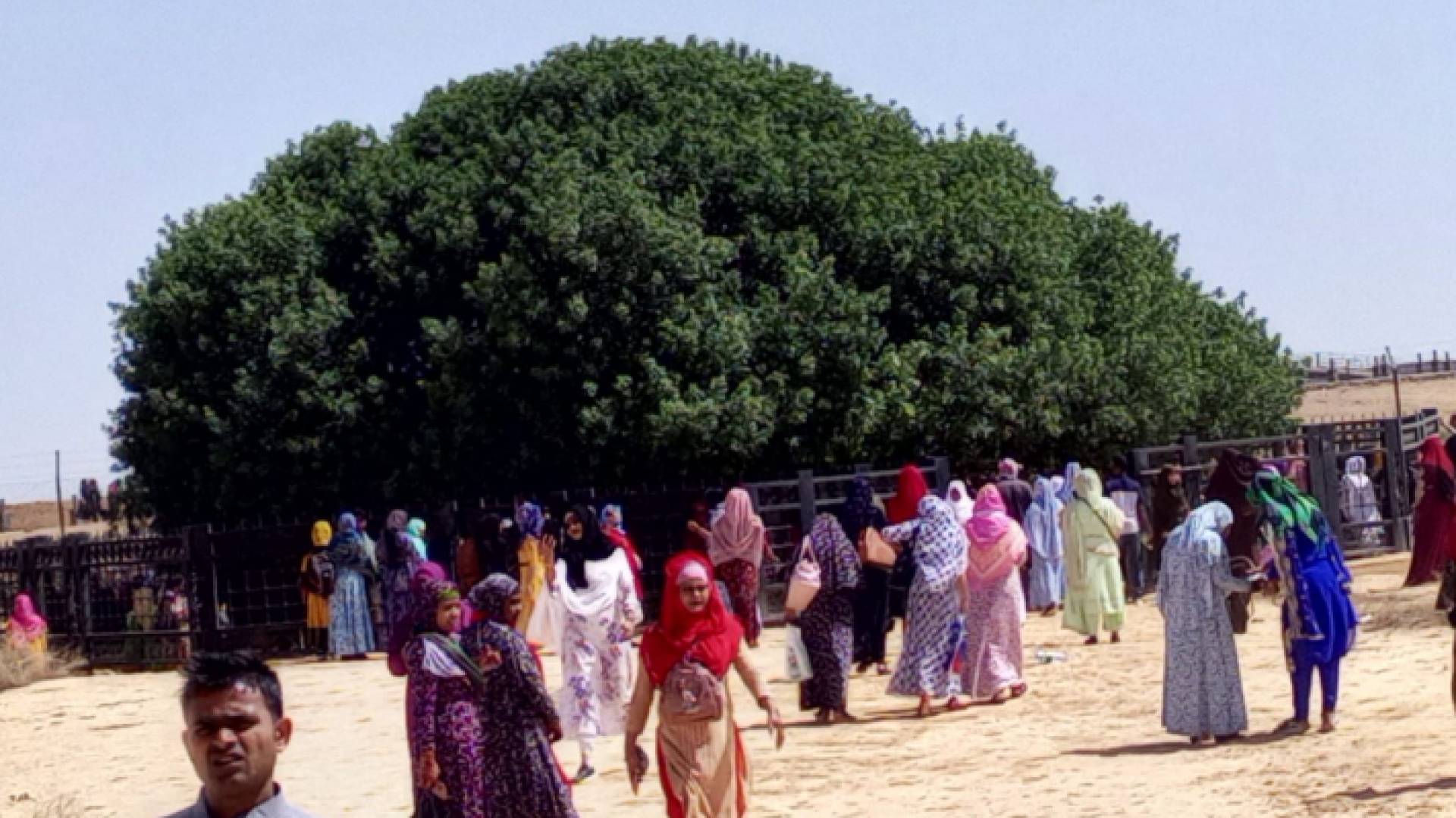 الصورة من موقع الشجرة المباركة