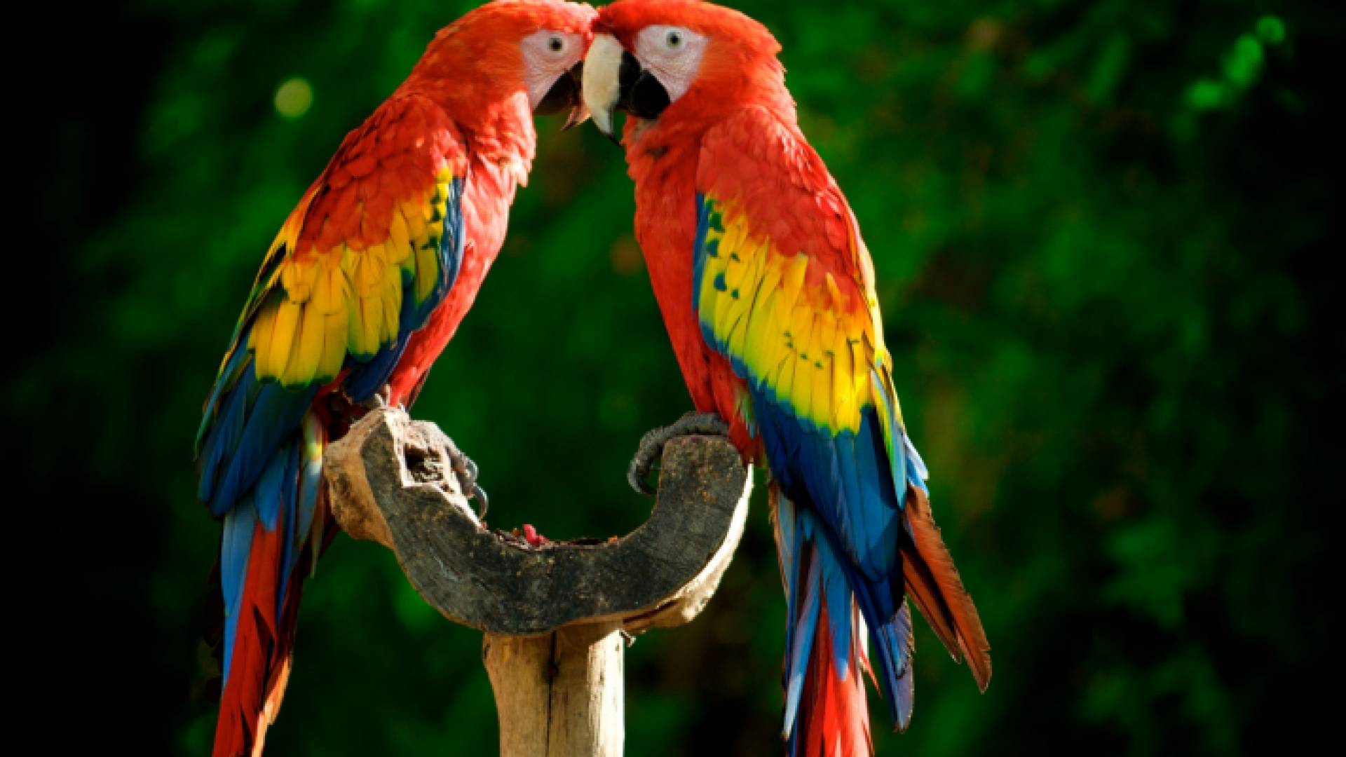 صورة ببغاوات