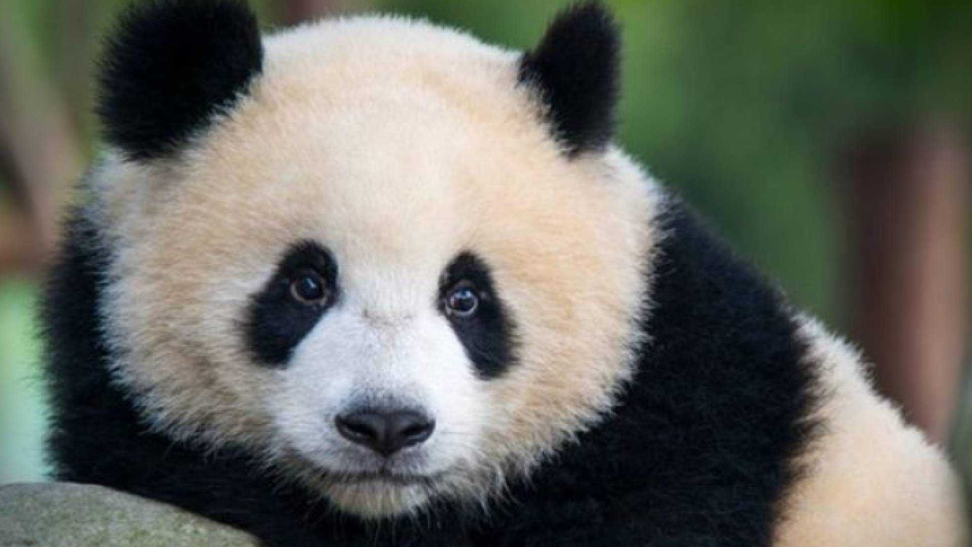 حيوان الباندا