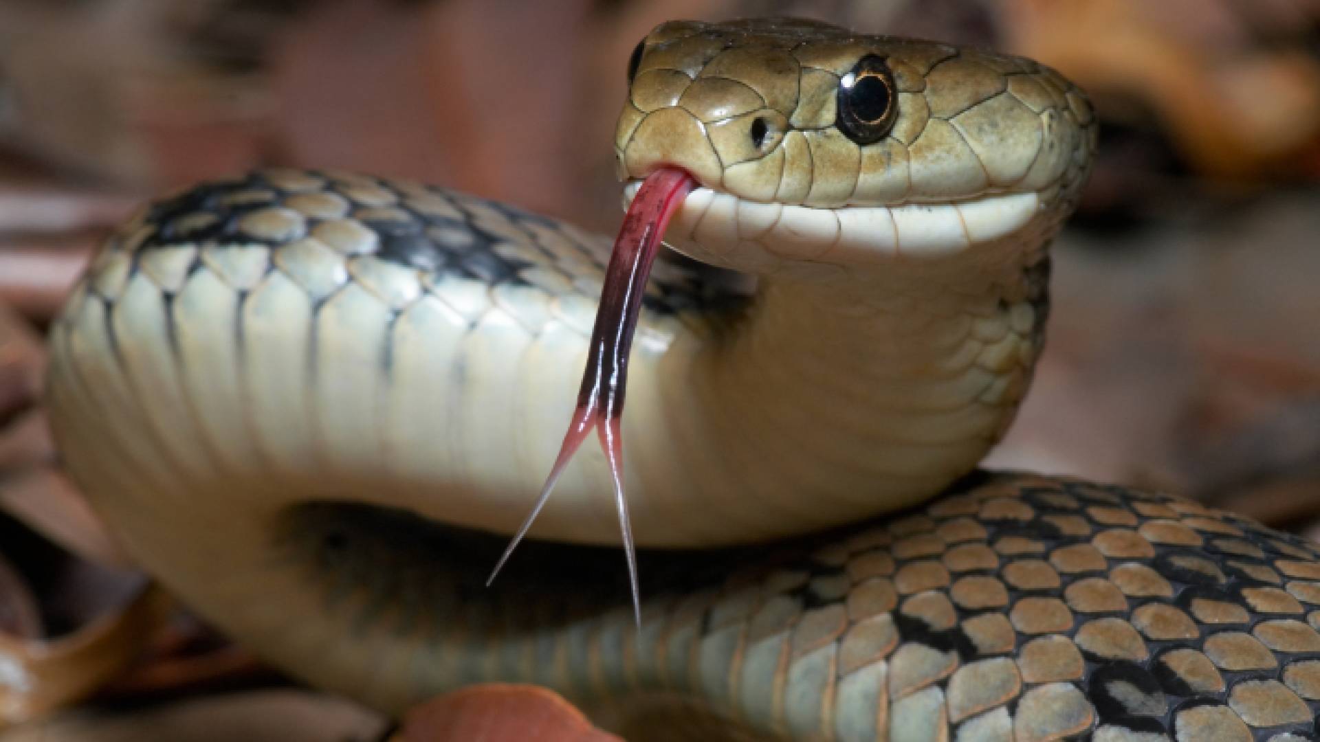 صورة أفعى سامة