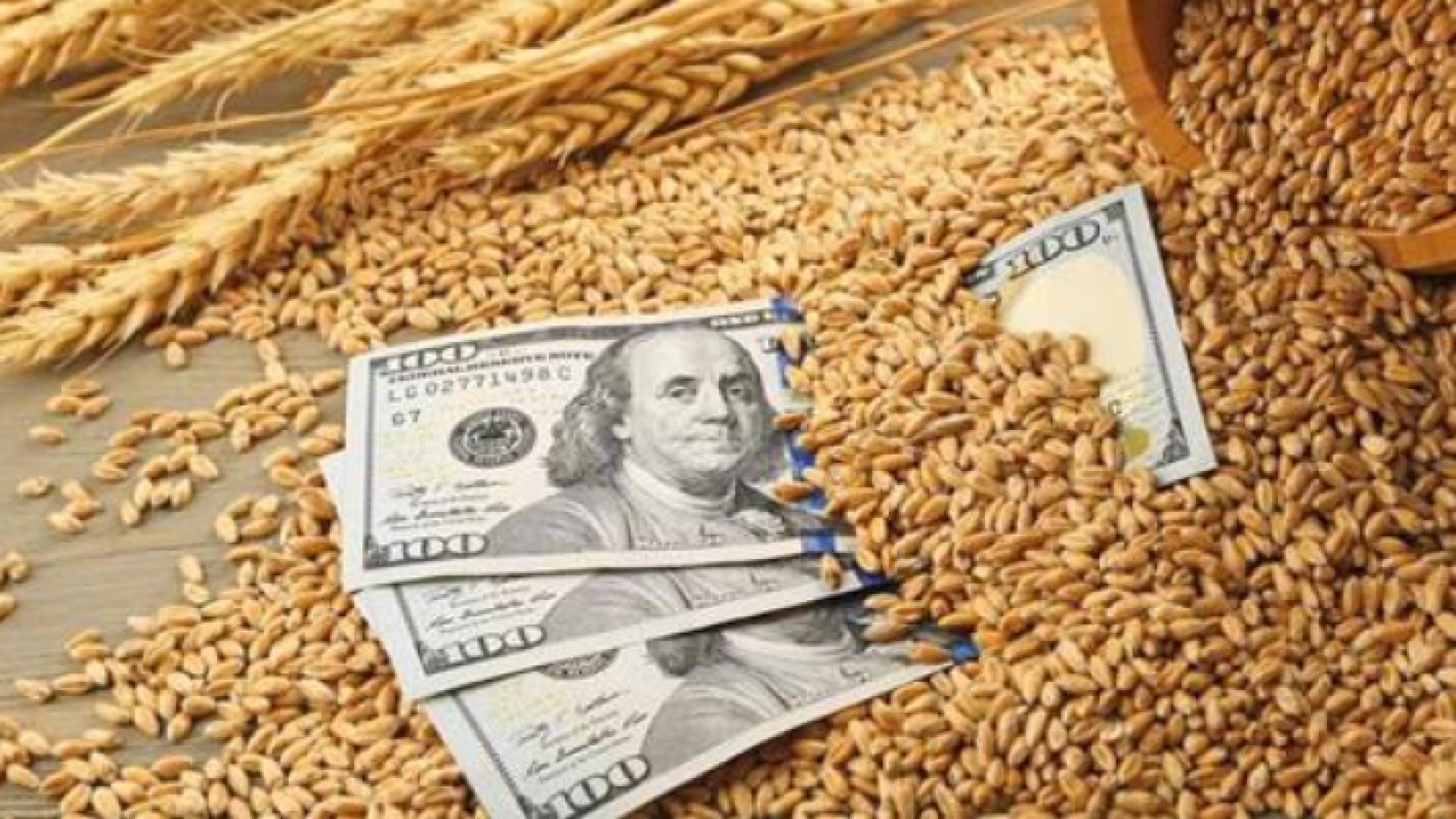 ارتفاع سعر القمح