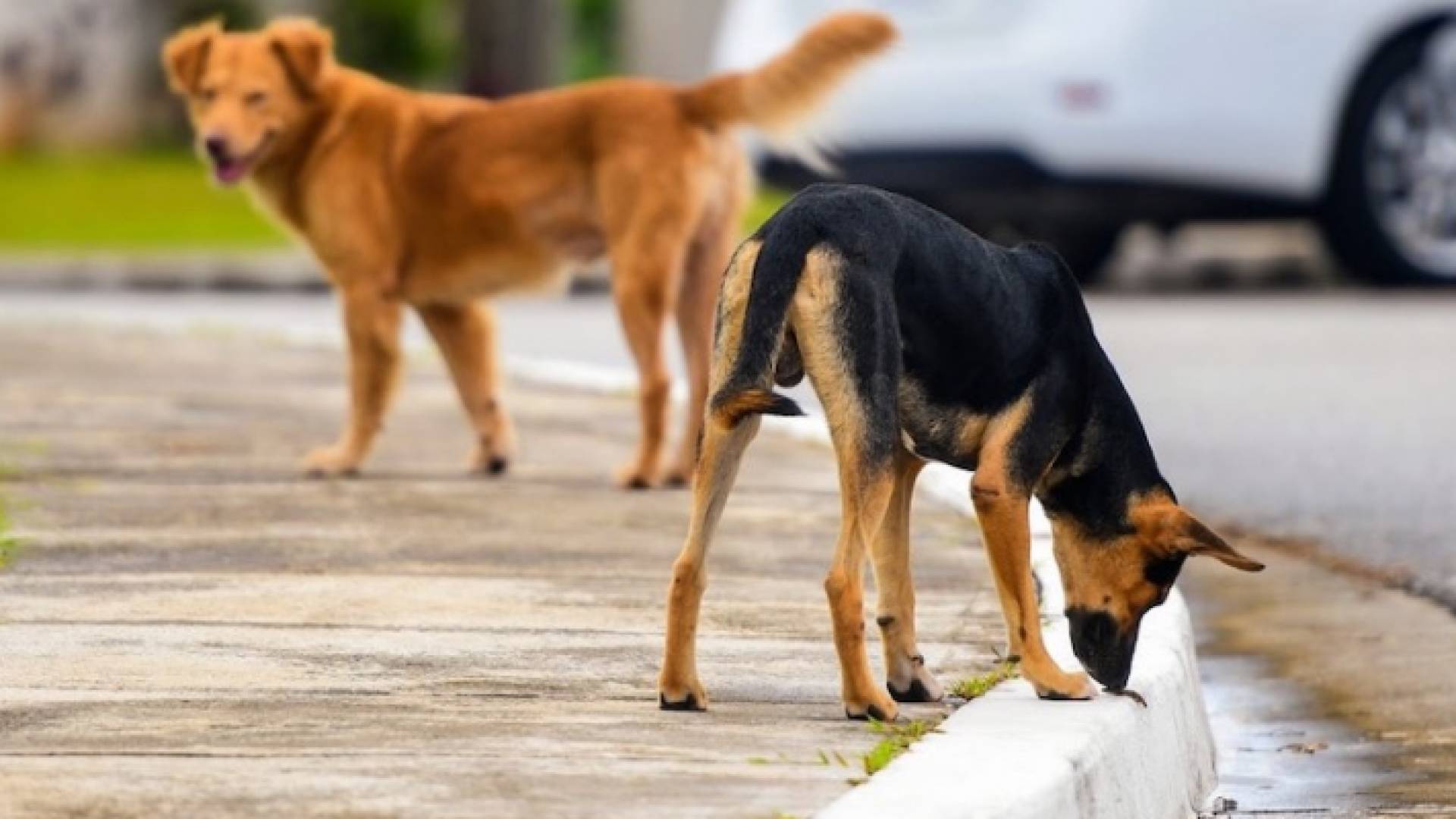 صورة لكلاب ضالة