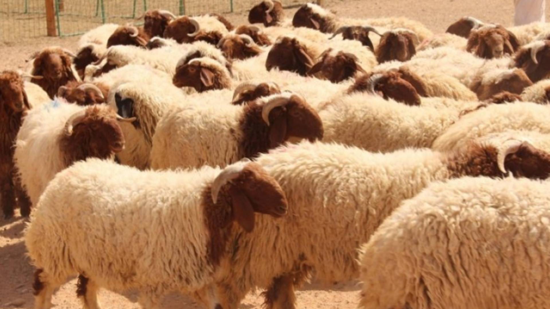 خراف بلدية في إحدى الحضائر الأردن