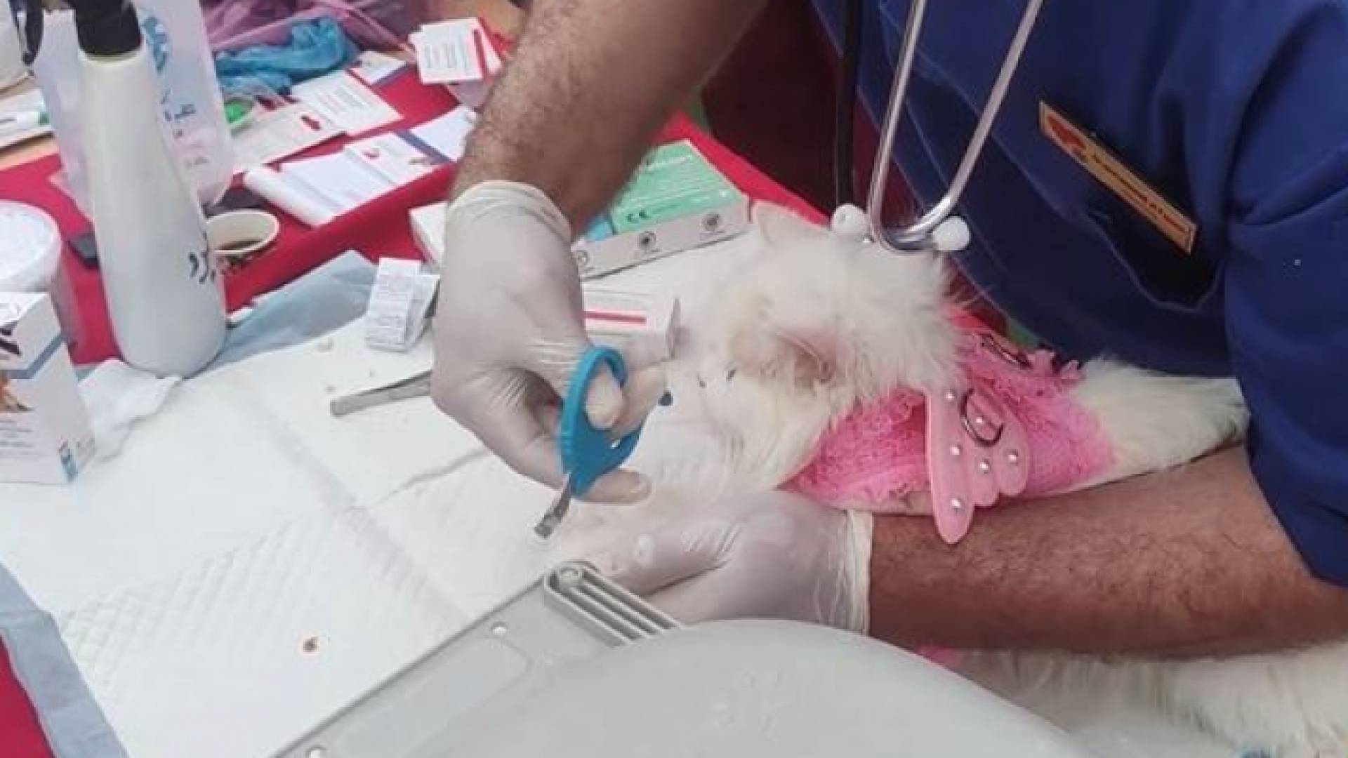 طبيب بيطري يقوم بمعالجة "حيوان"