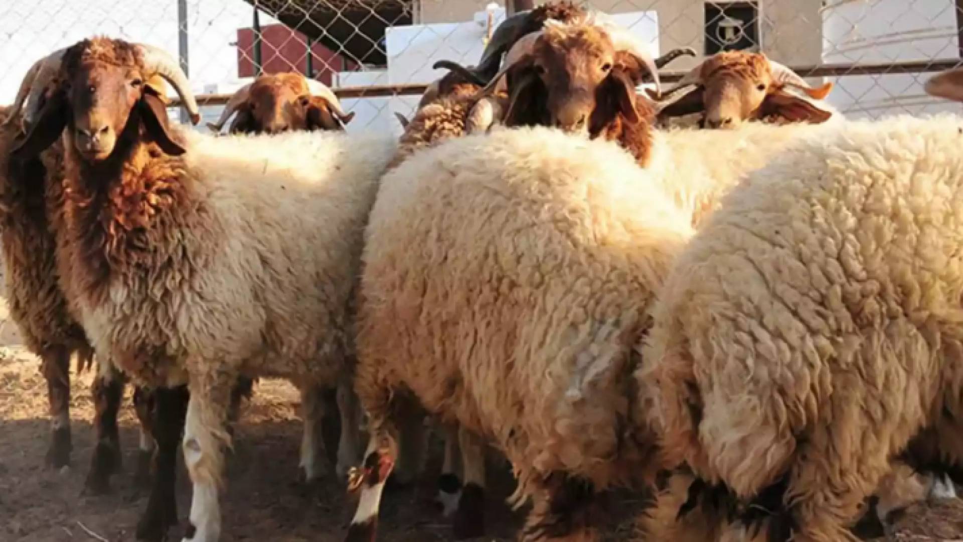 صورة أرشيفية لأغنام