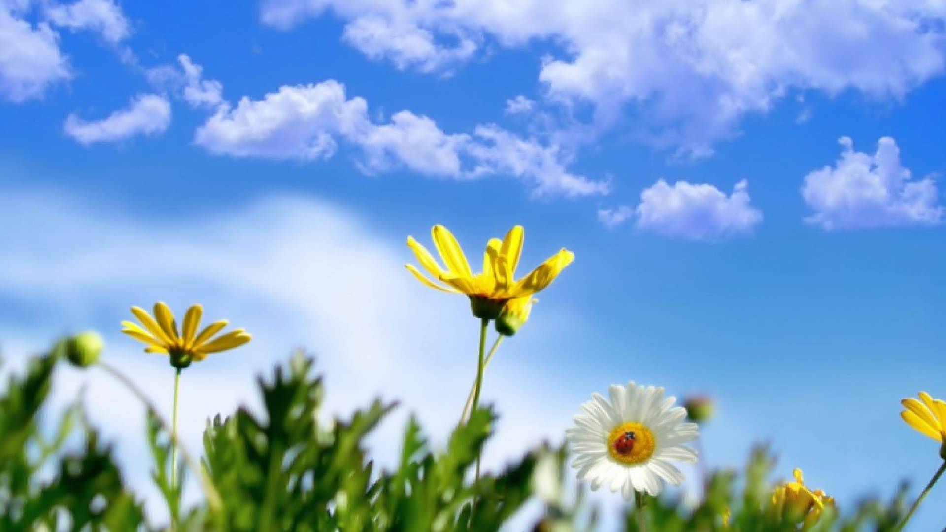 صورة لجو معتدل