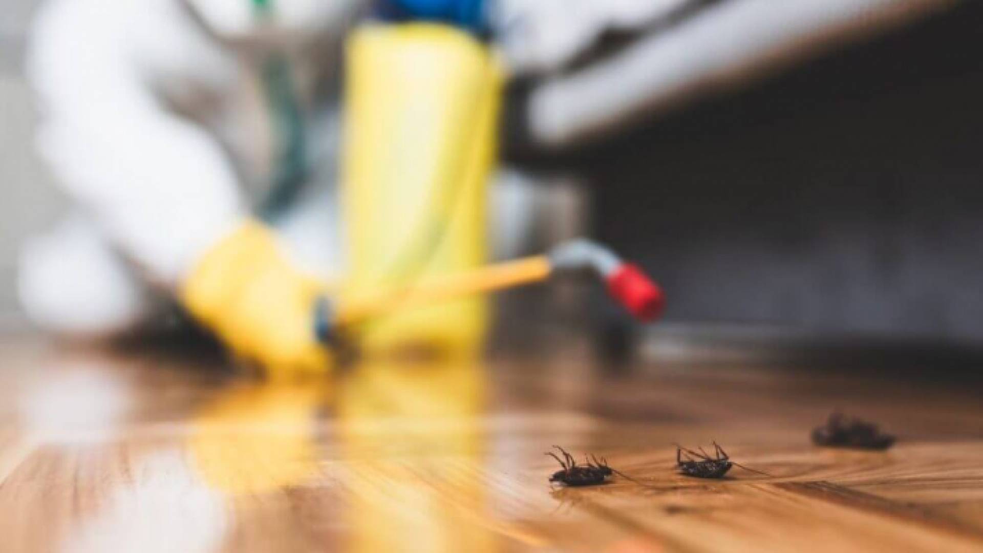 مكافحة الحشرات