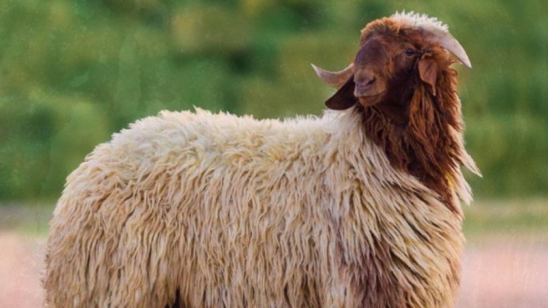 خروف في أحد المزارع