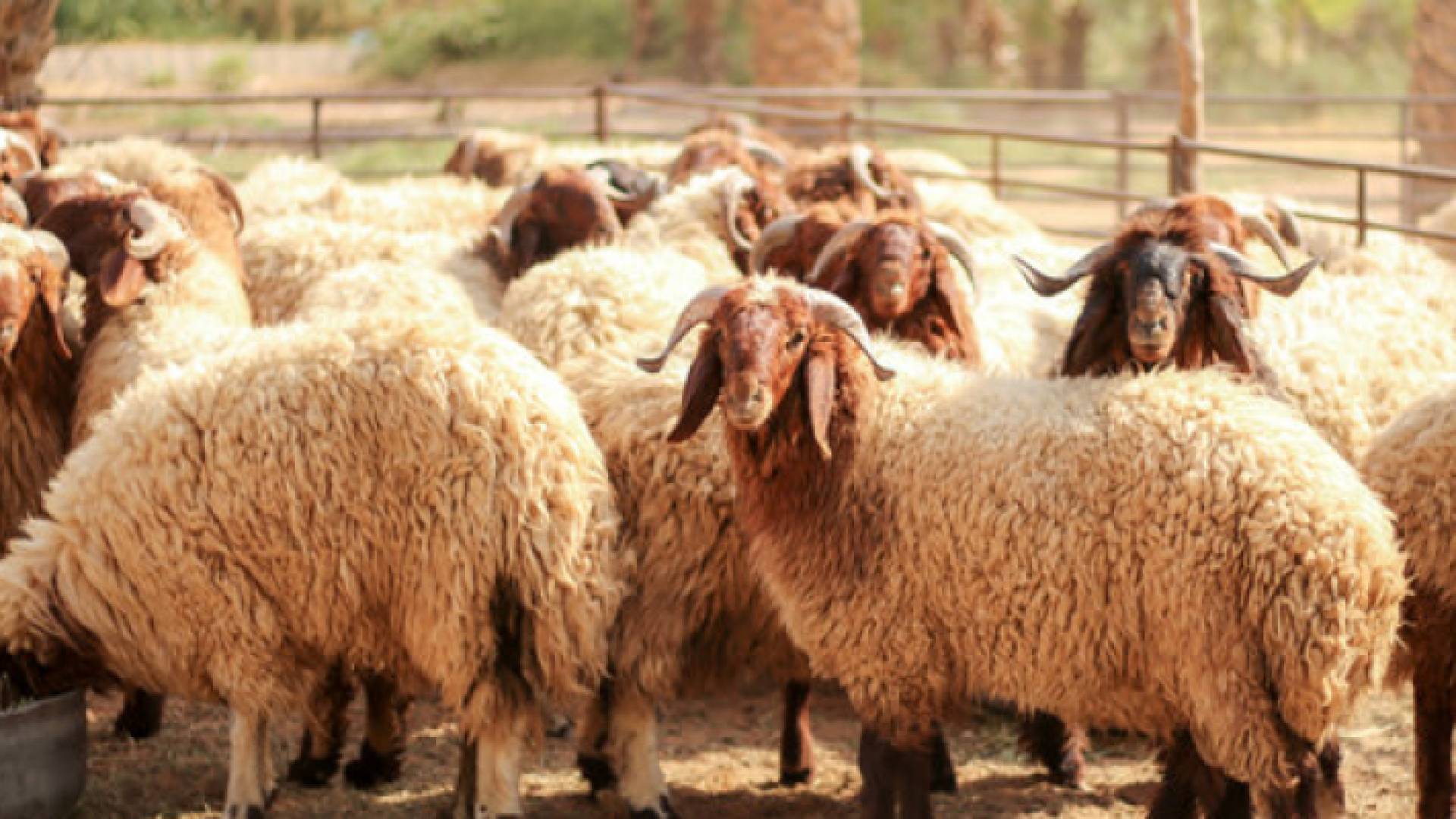 أغنام - أرشيفية