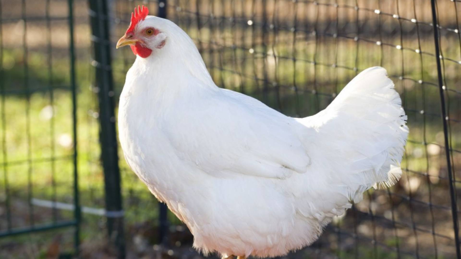 دجاجة في إحدى المزارع "أرشيفية"