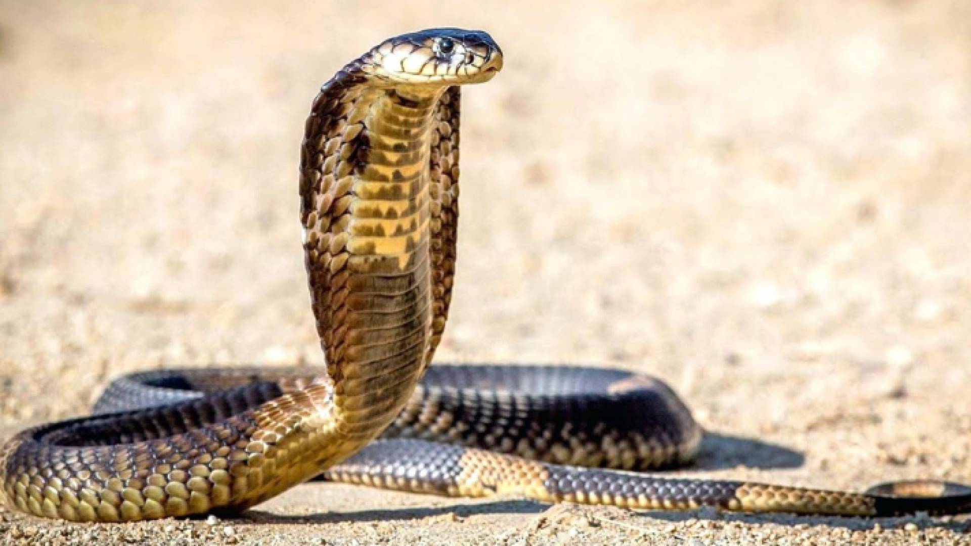 أفعى الكوبرا "أرشيفية"