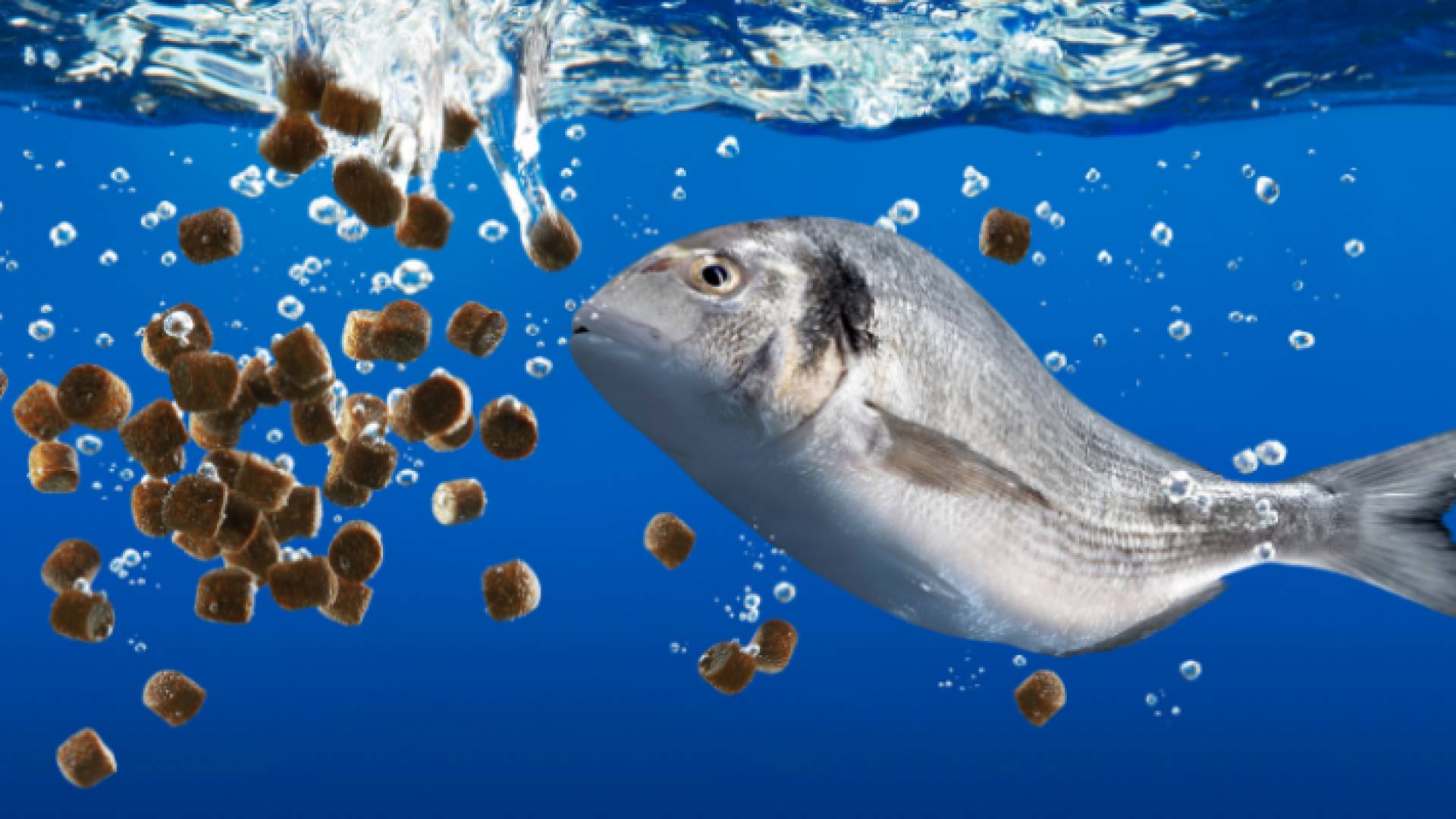 صورة تعبيرية لسمكة