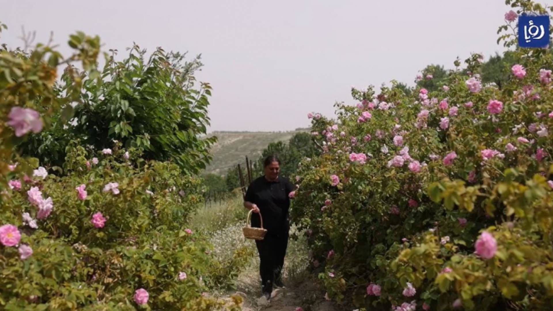 حقول الورد الشامي