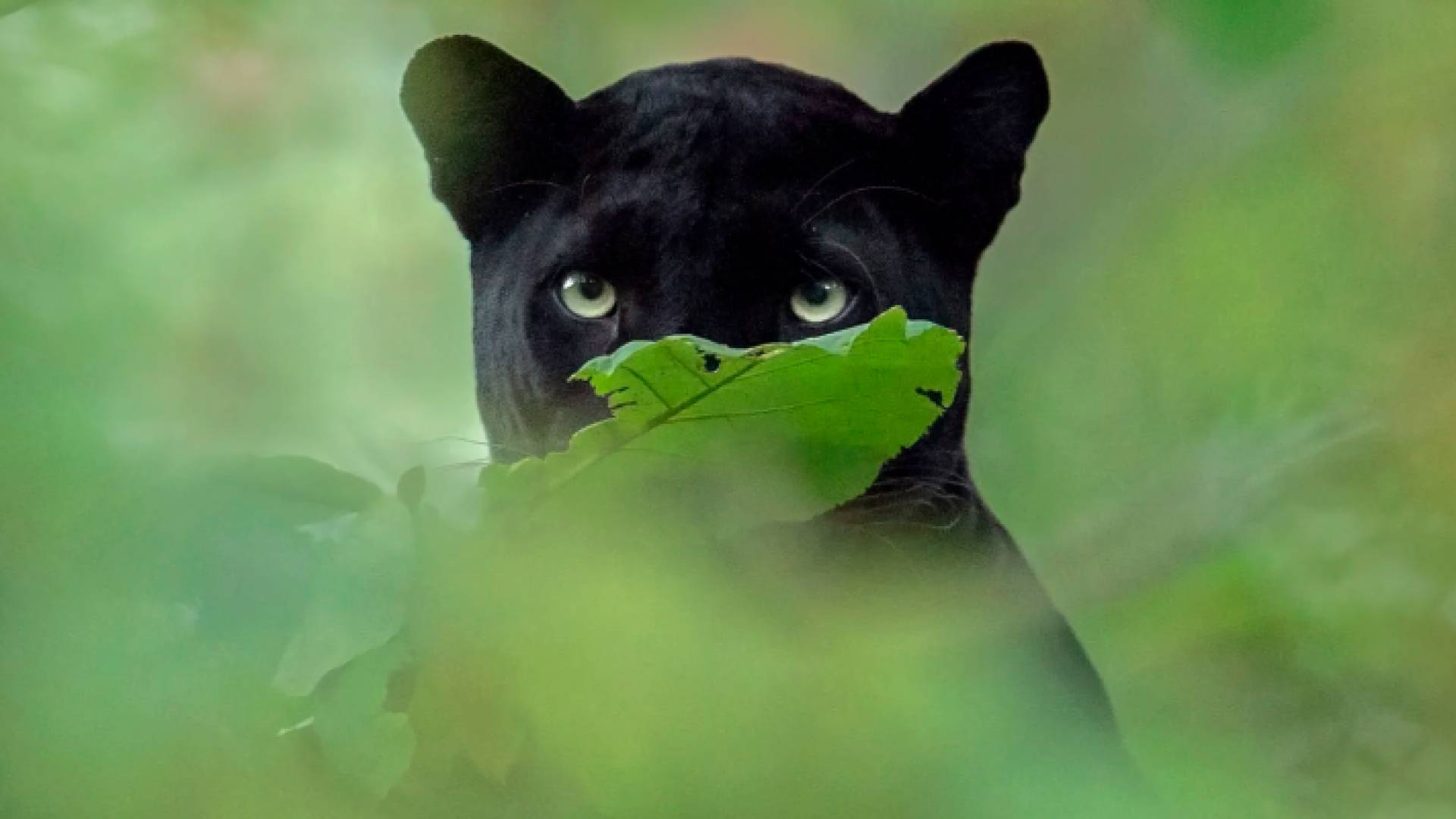 النمر الأسود