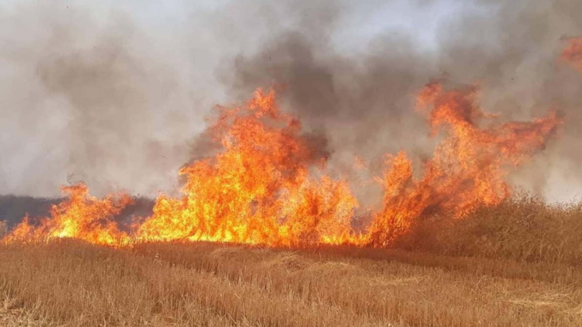 حرائق بمحاصيل زراعية