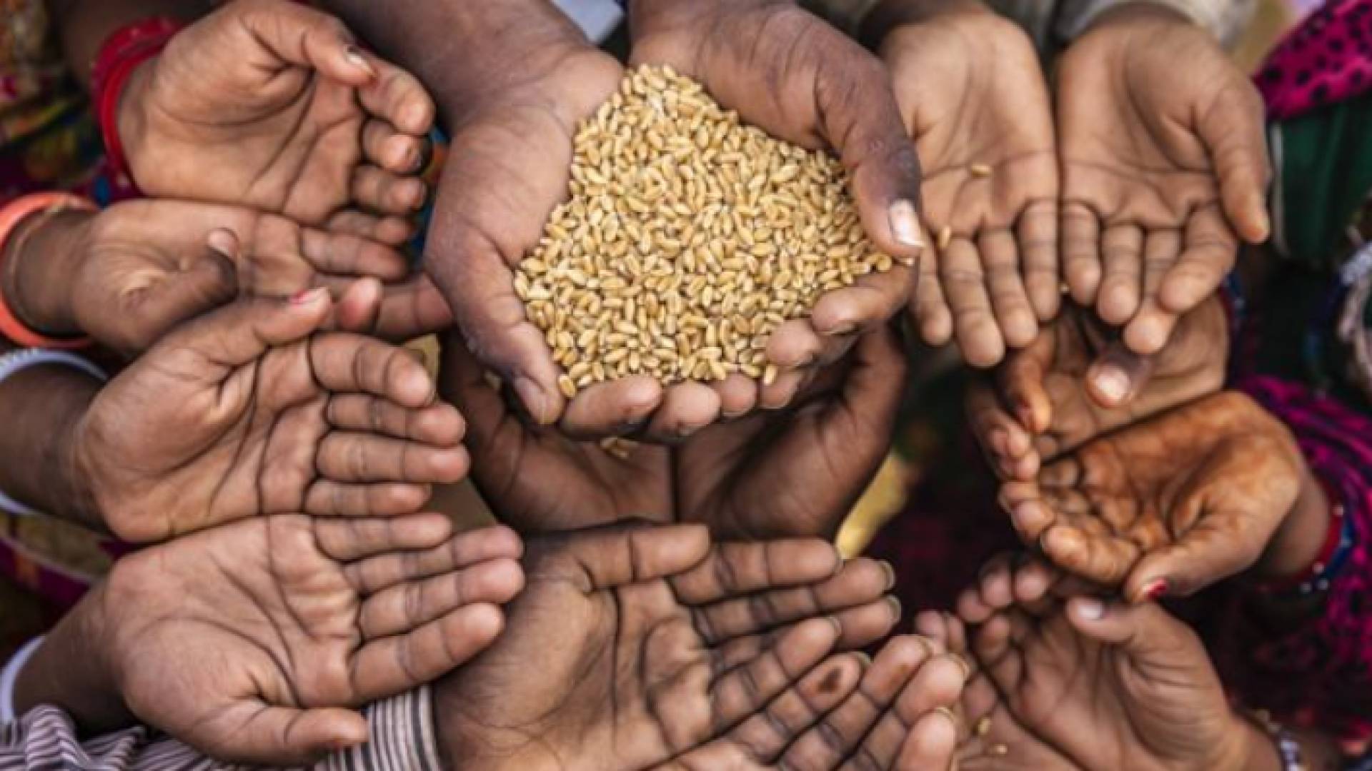 أشخاص يفتحون أيديهم واحدهم يحمل بذار القمح