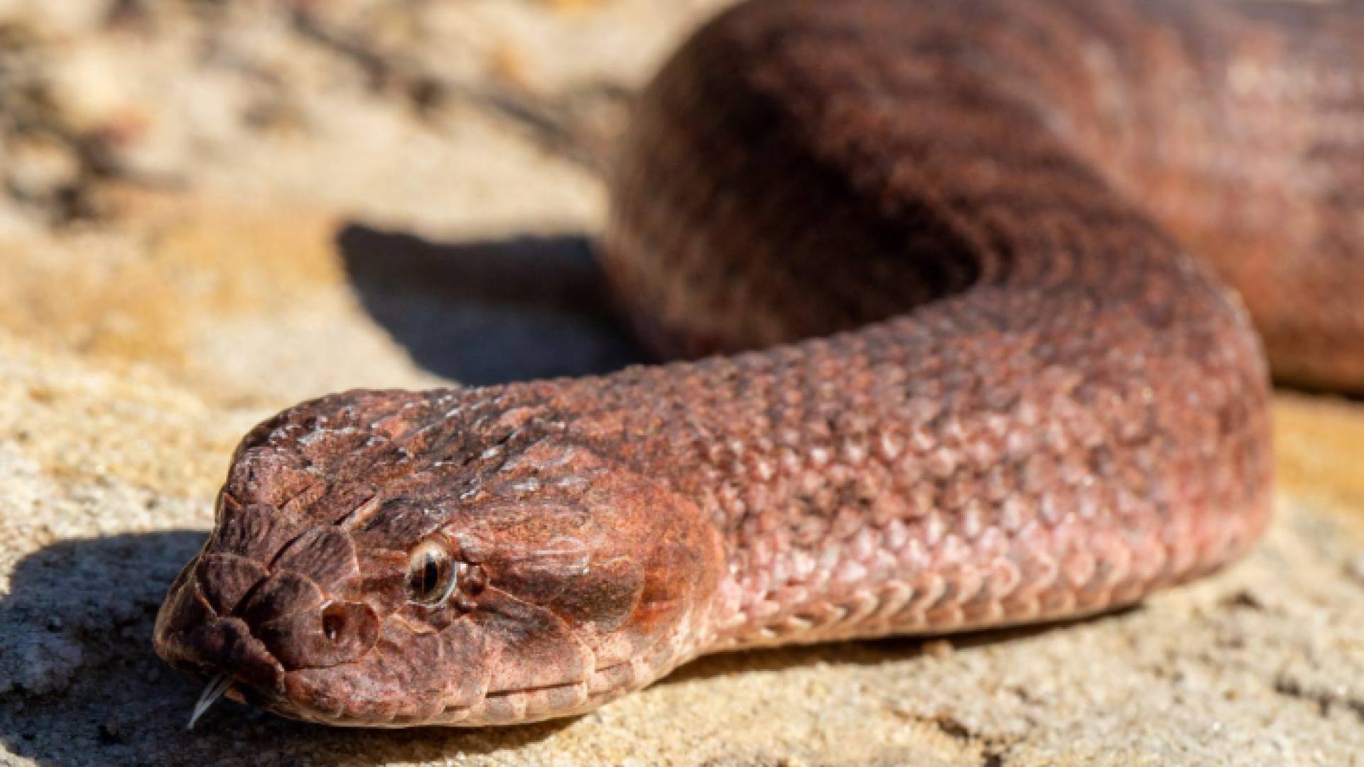 الأفعى الفلسطينية