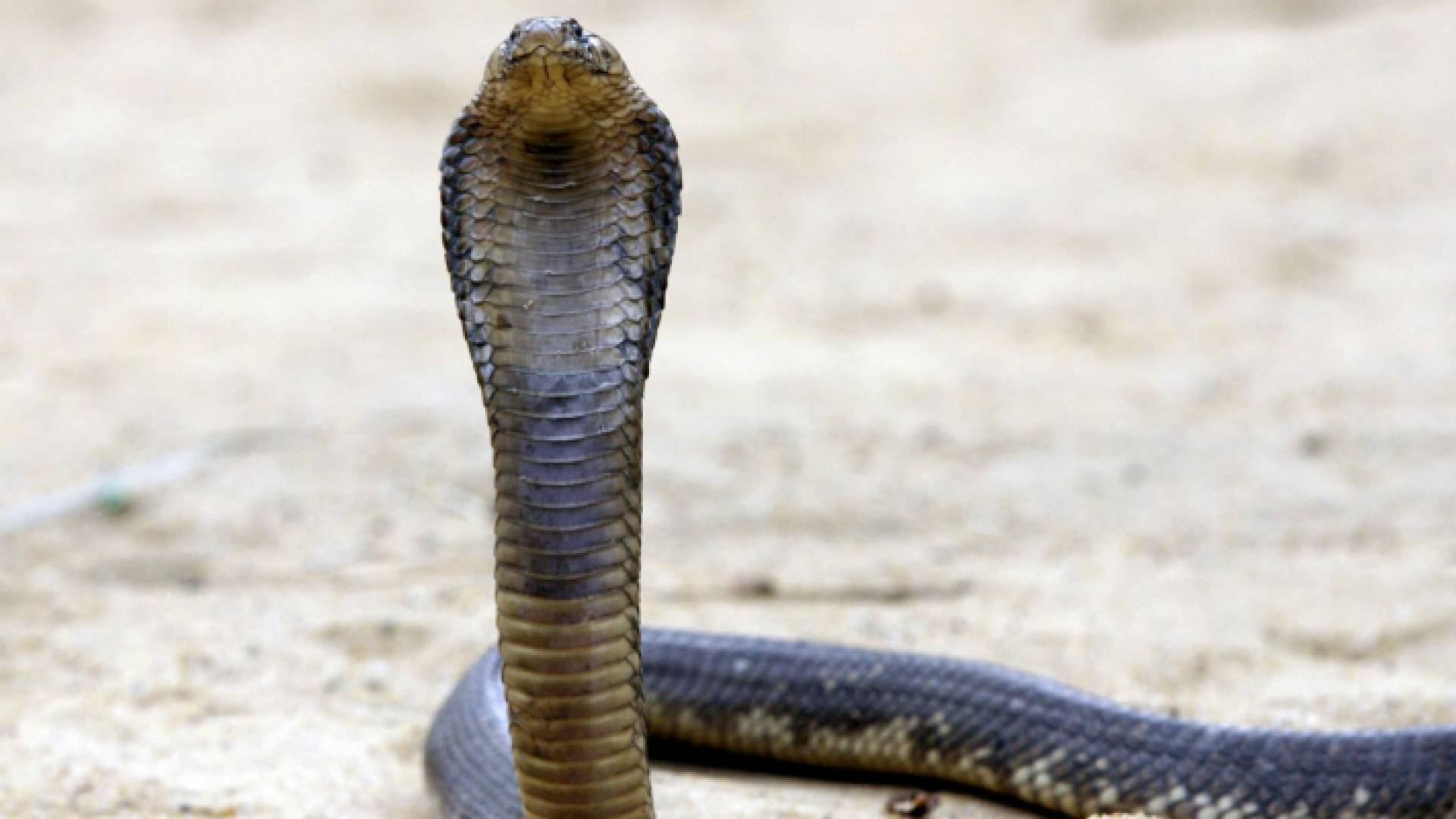 أفعى تعبيرية