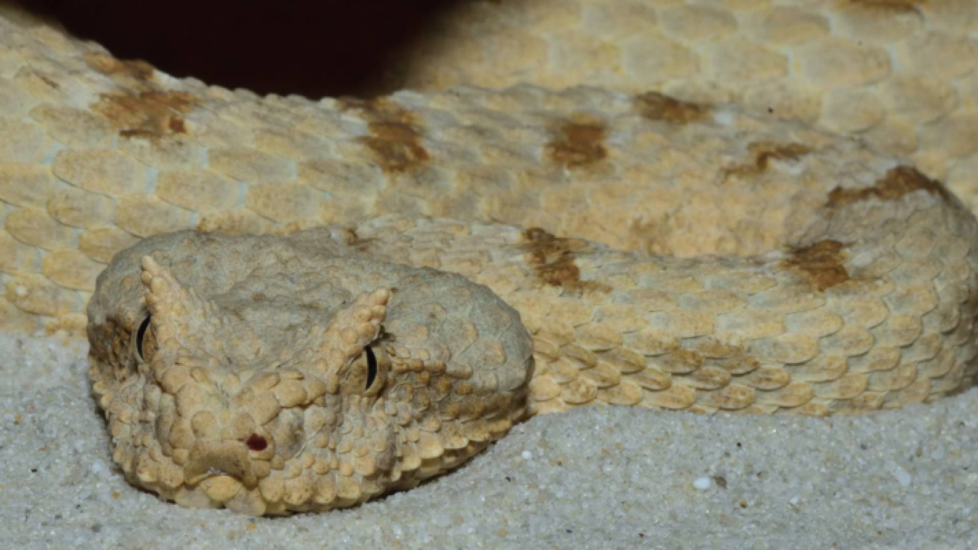 الأفعى المنشارية